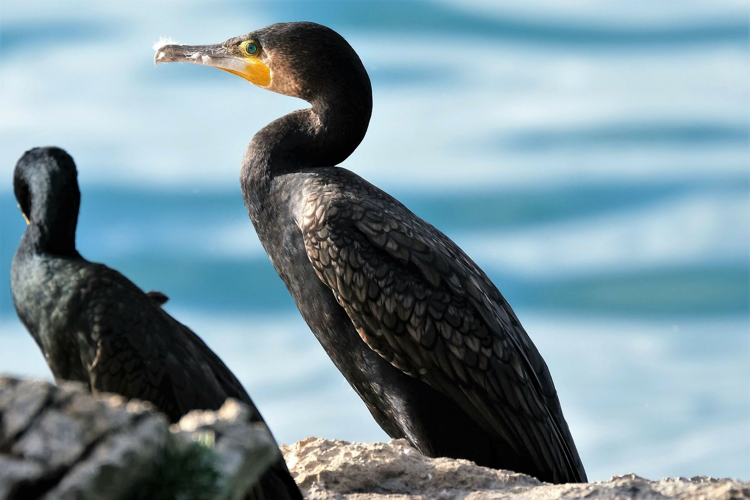 Cormorant