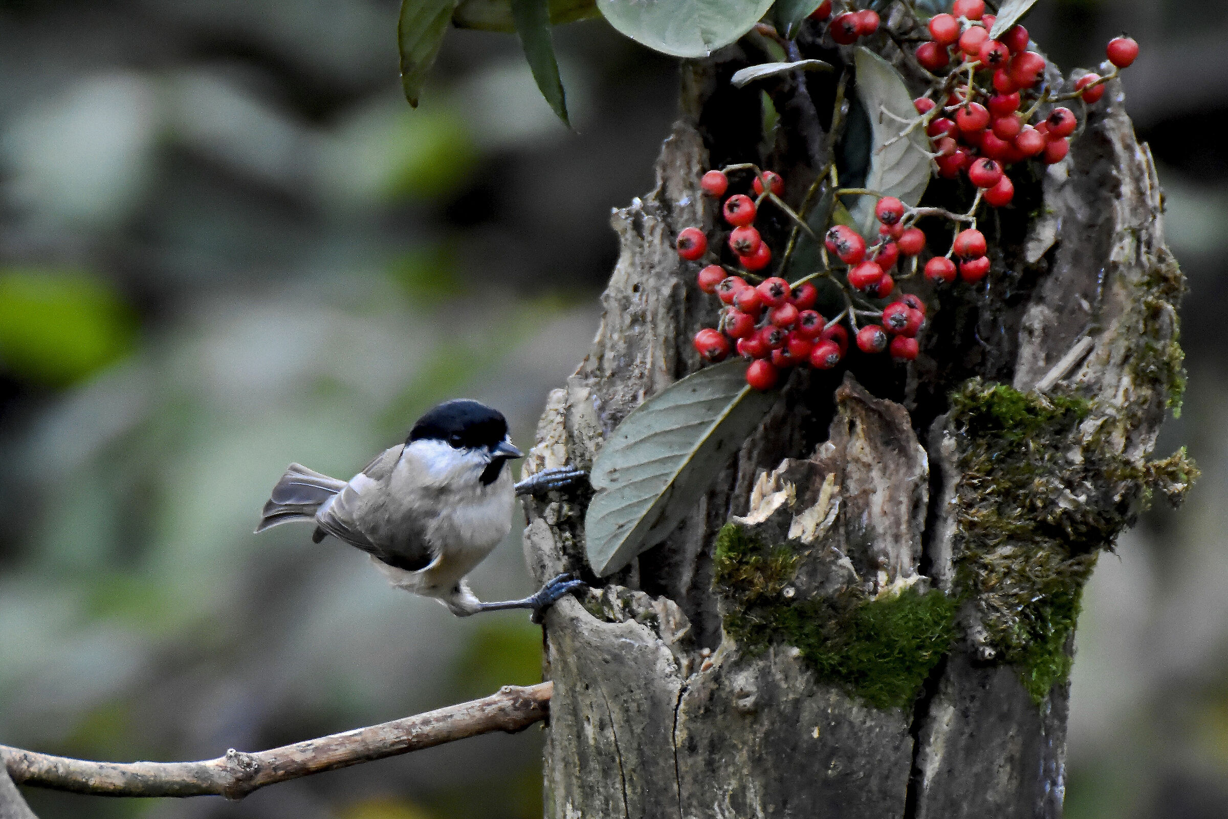 bigy looking for food