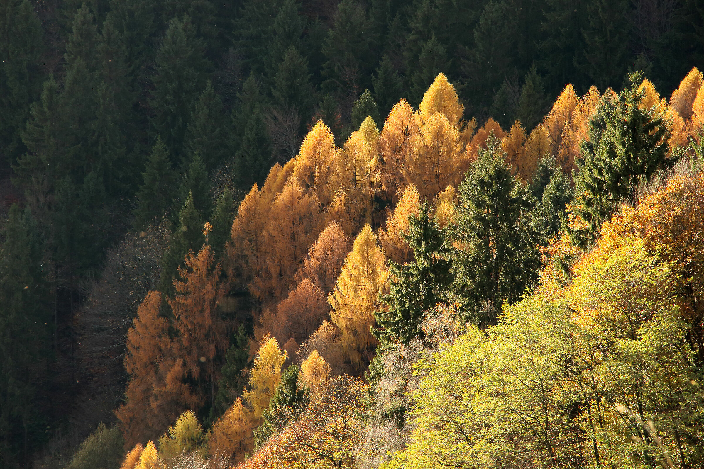 i larici tra gli abeti