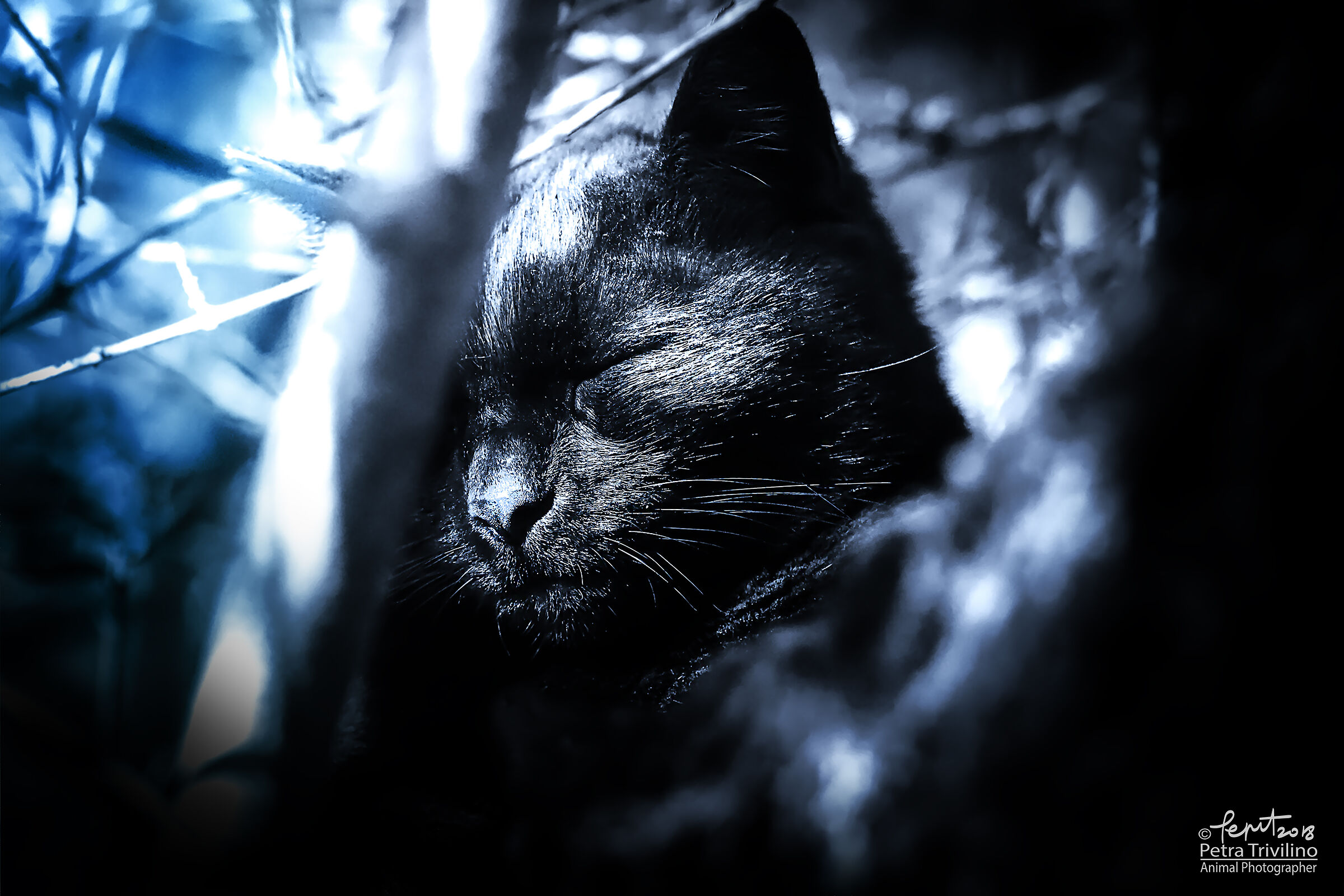 You're dreaming, and I dream with you!