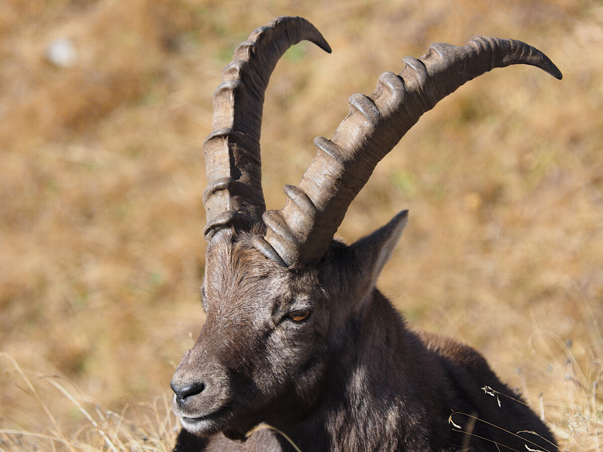 Troppo vicino!!!!!!!!!!!!