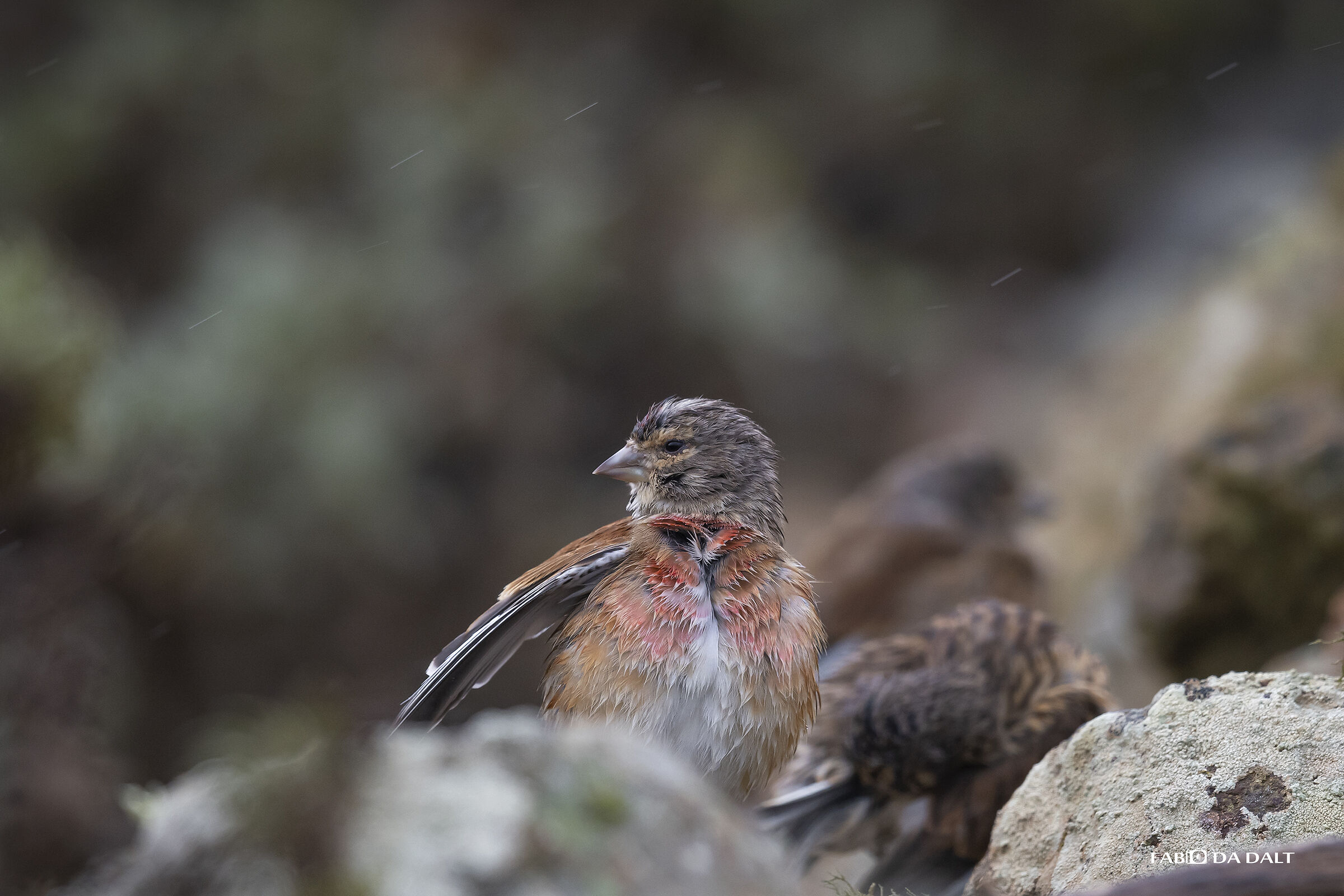 Fanello delle Canarie Orientali