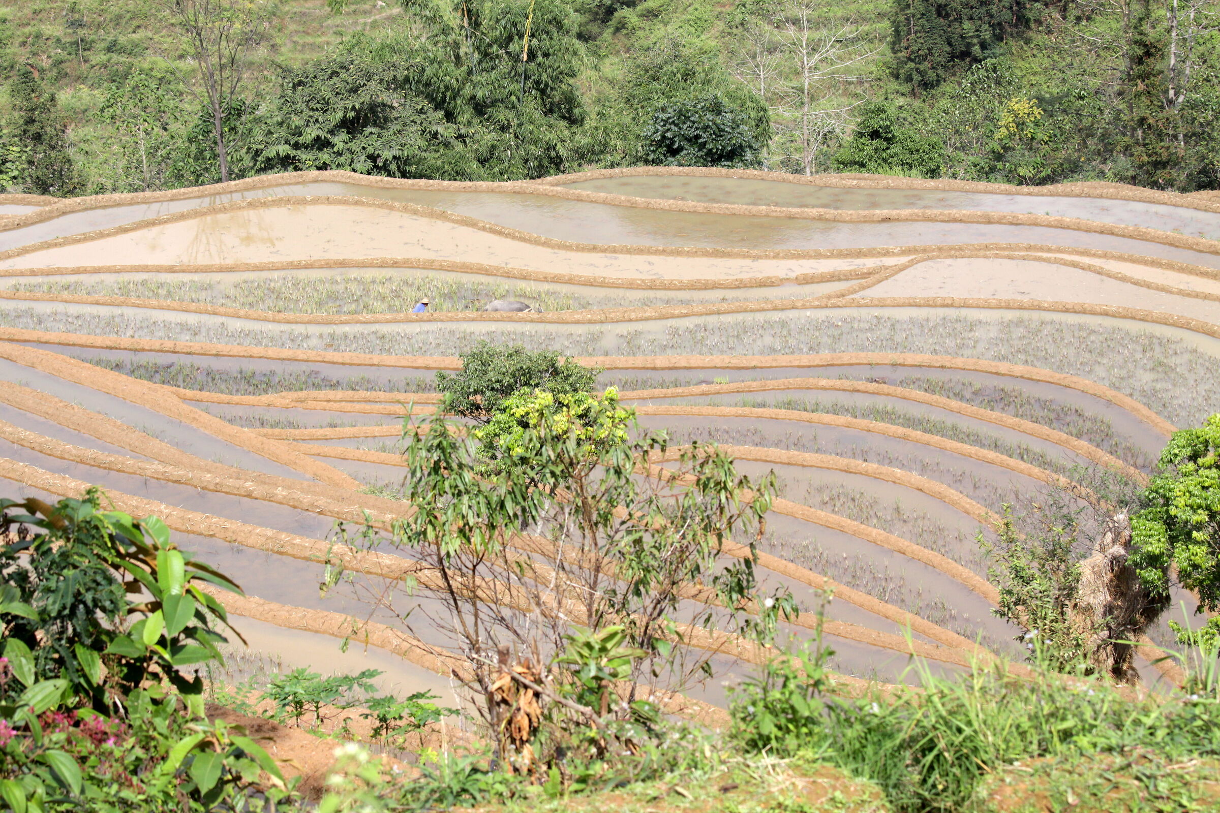 3897 - Lavoro nelle risaie