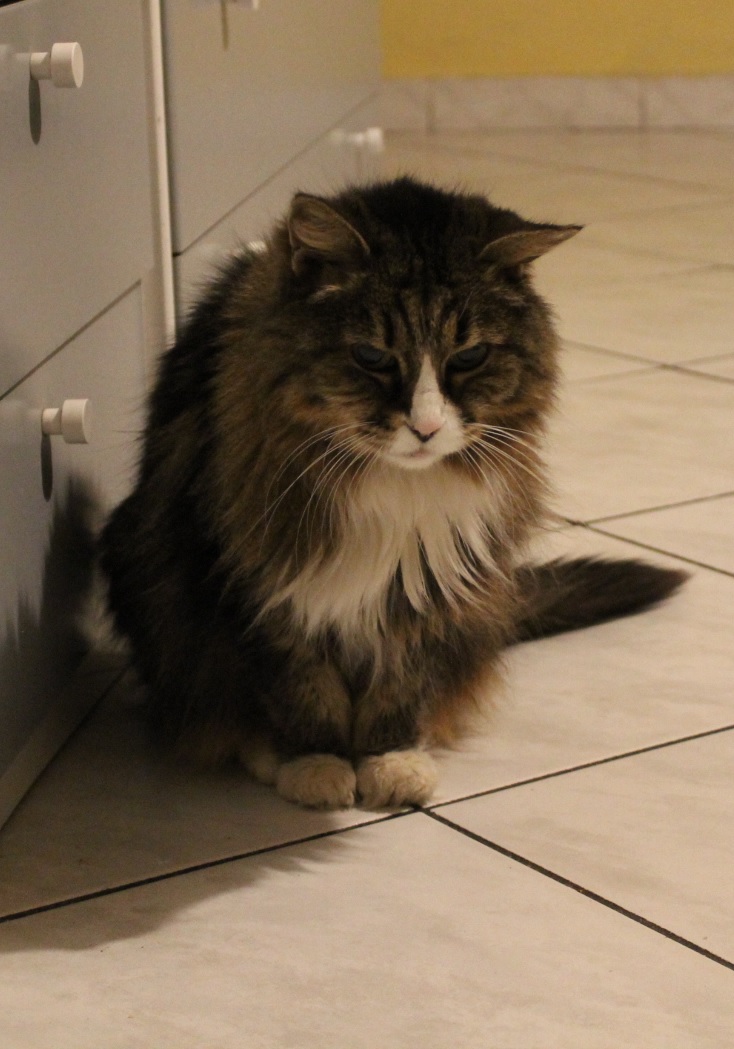 cat name kitten 21 years enters my house 12/02/2018