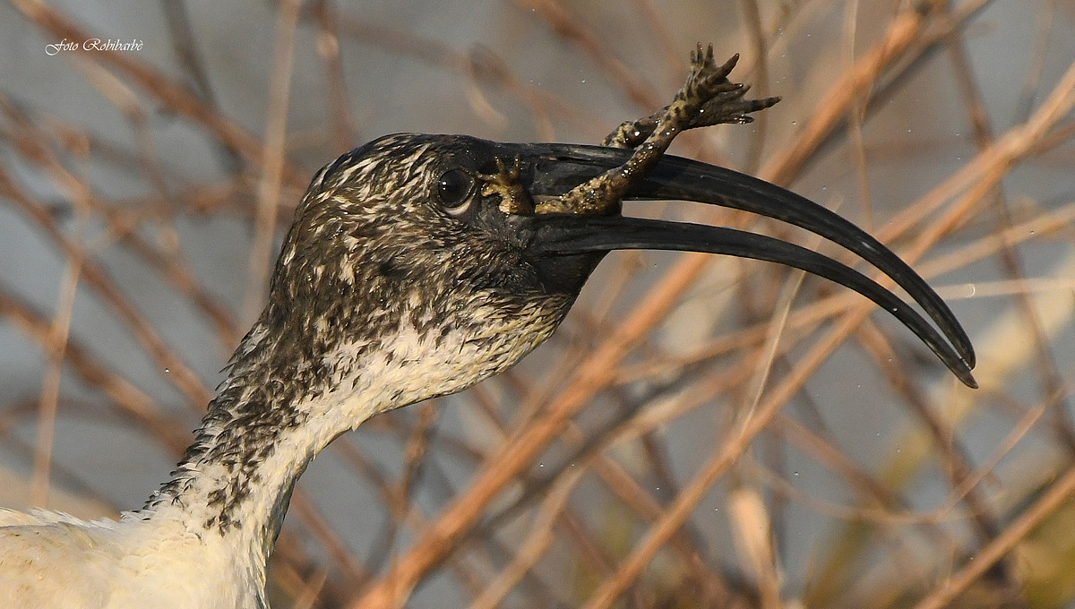 The greedy Ibis...