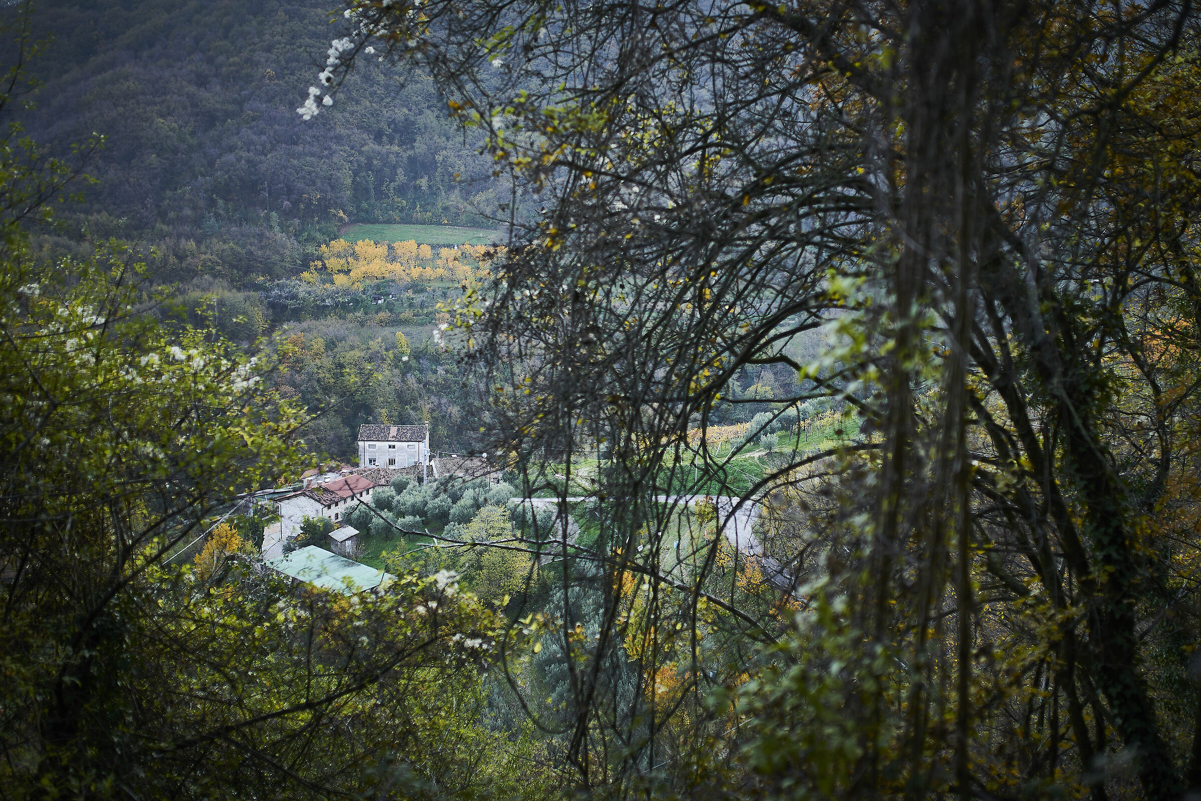 House in the woods