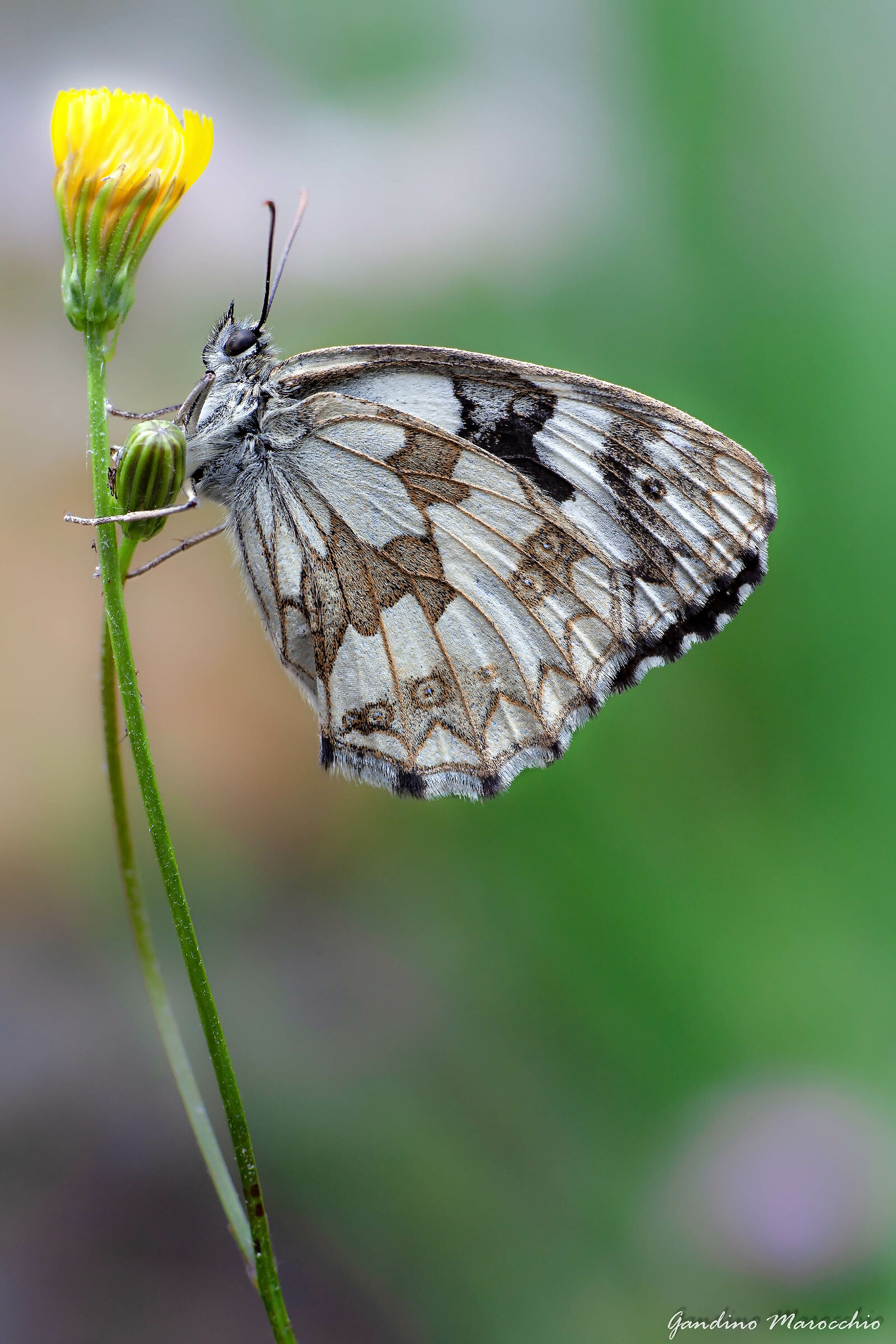Melanargia Galathea