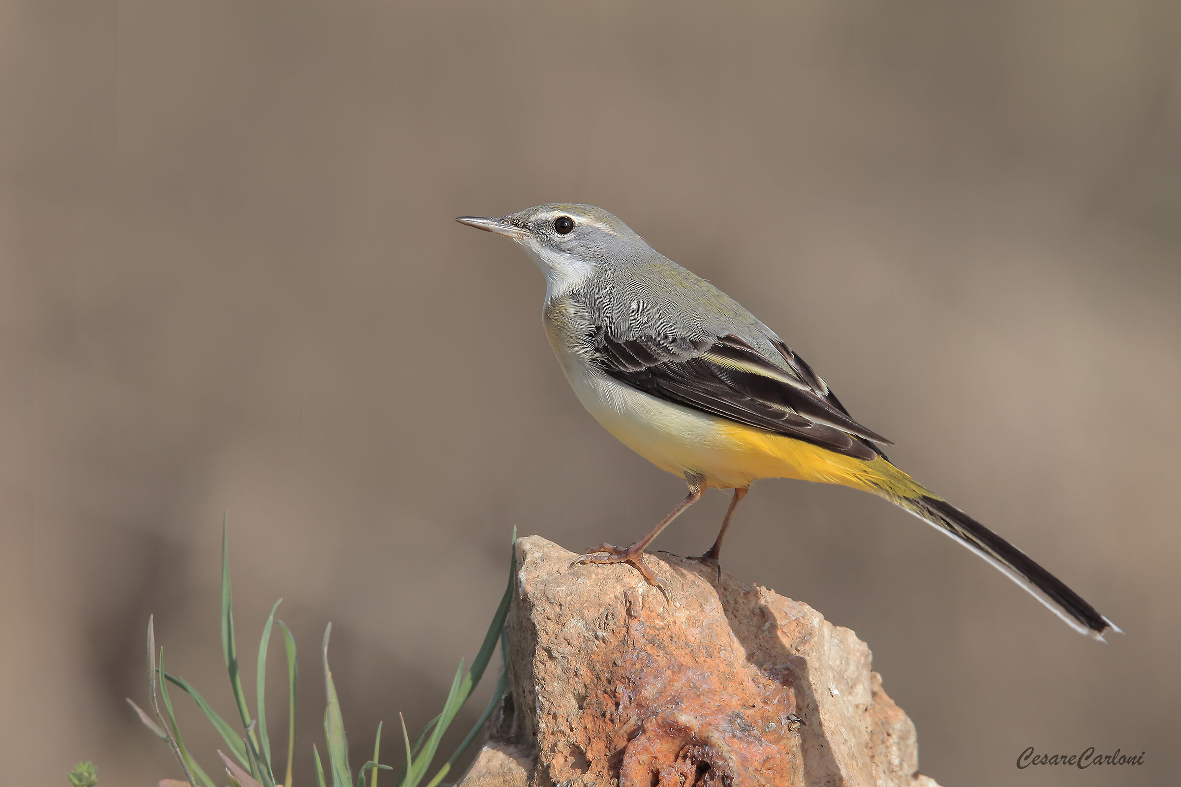 Ballerina gialla (motacilla cinerea)