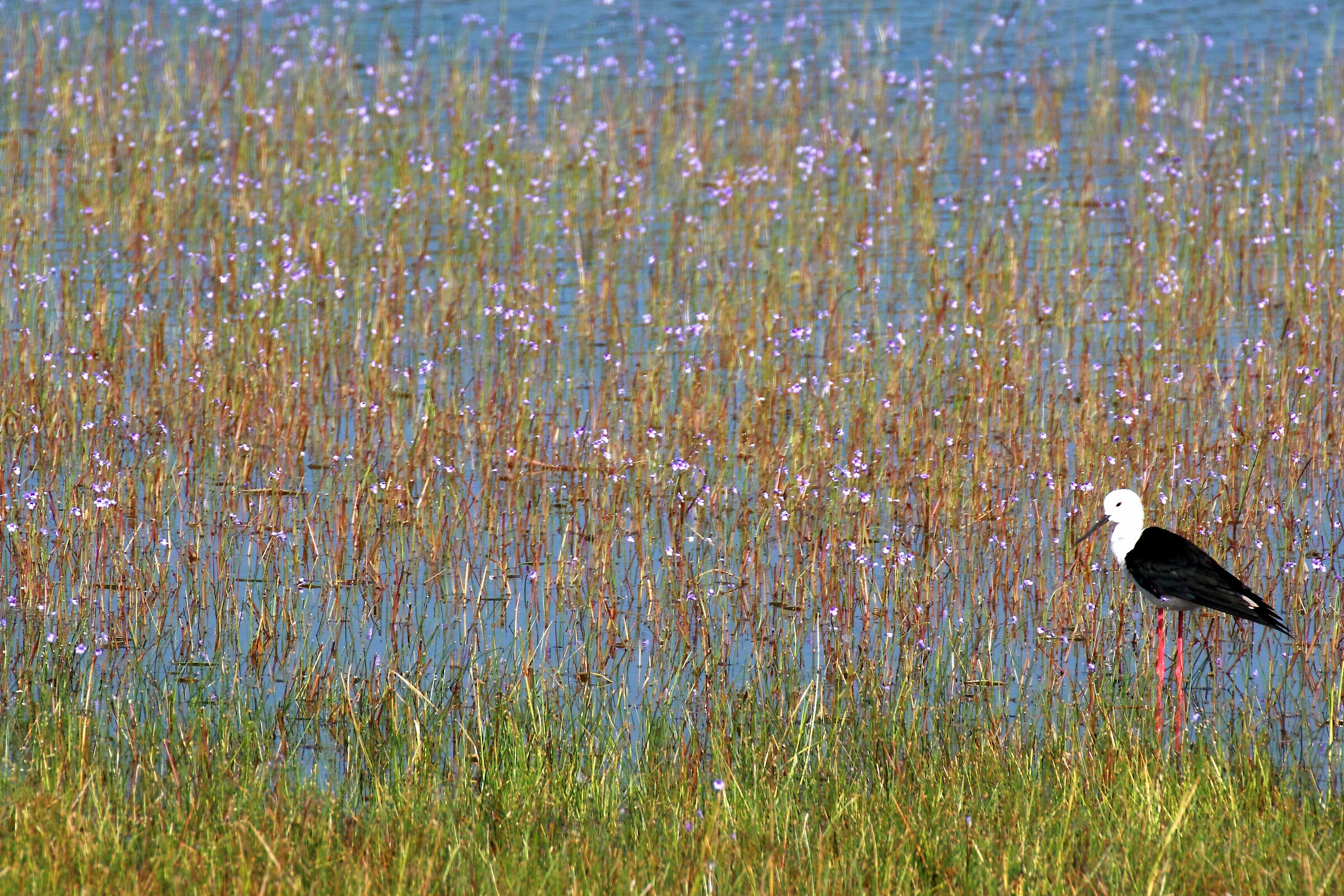 WATERCOLOUR - SRI LANKA