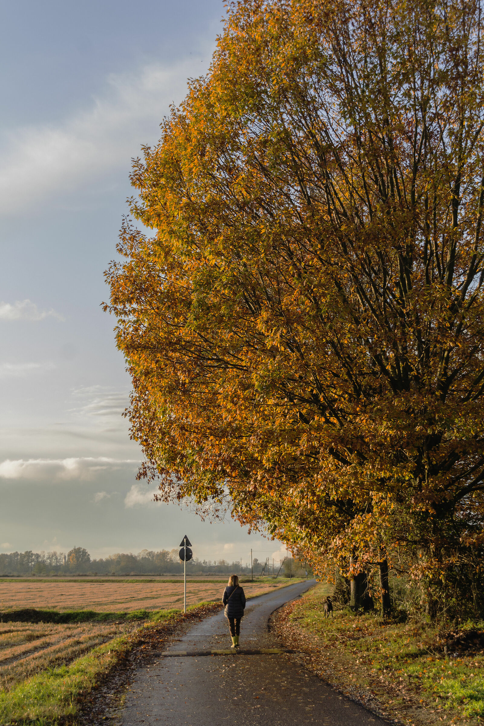Strada tra le risaie