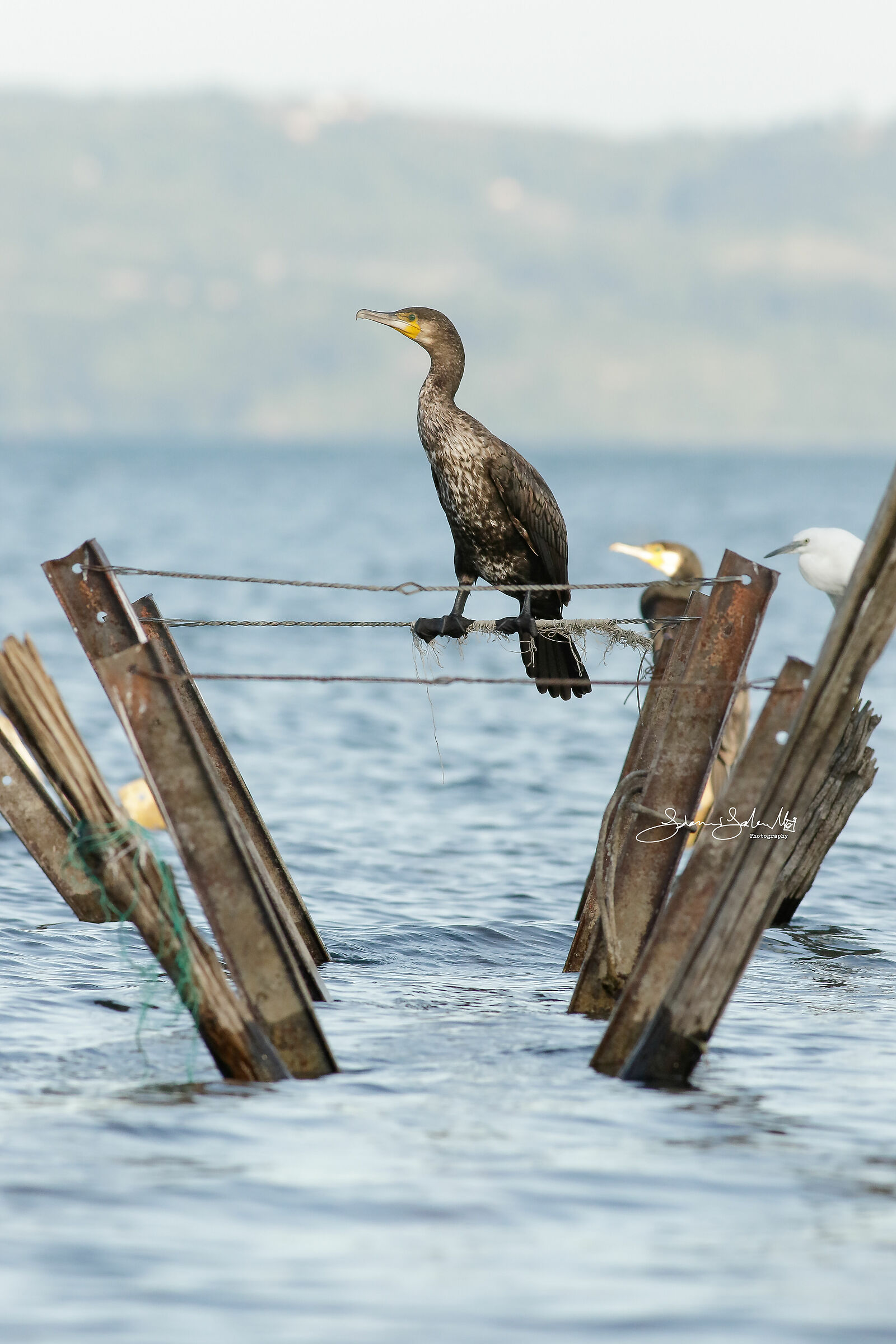 Funambulist (Phalacrocorax carbo, L., 1758)