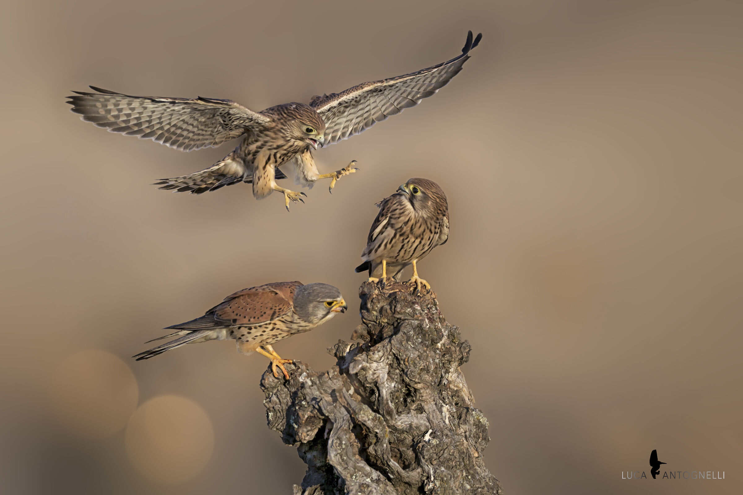 la famiglia di gheppi. il papà ( in basso con la test...