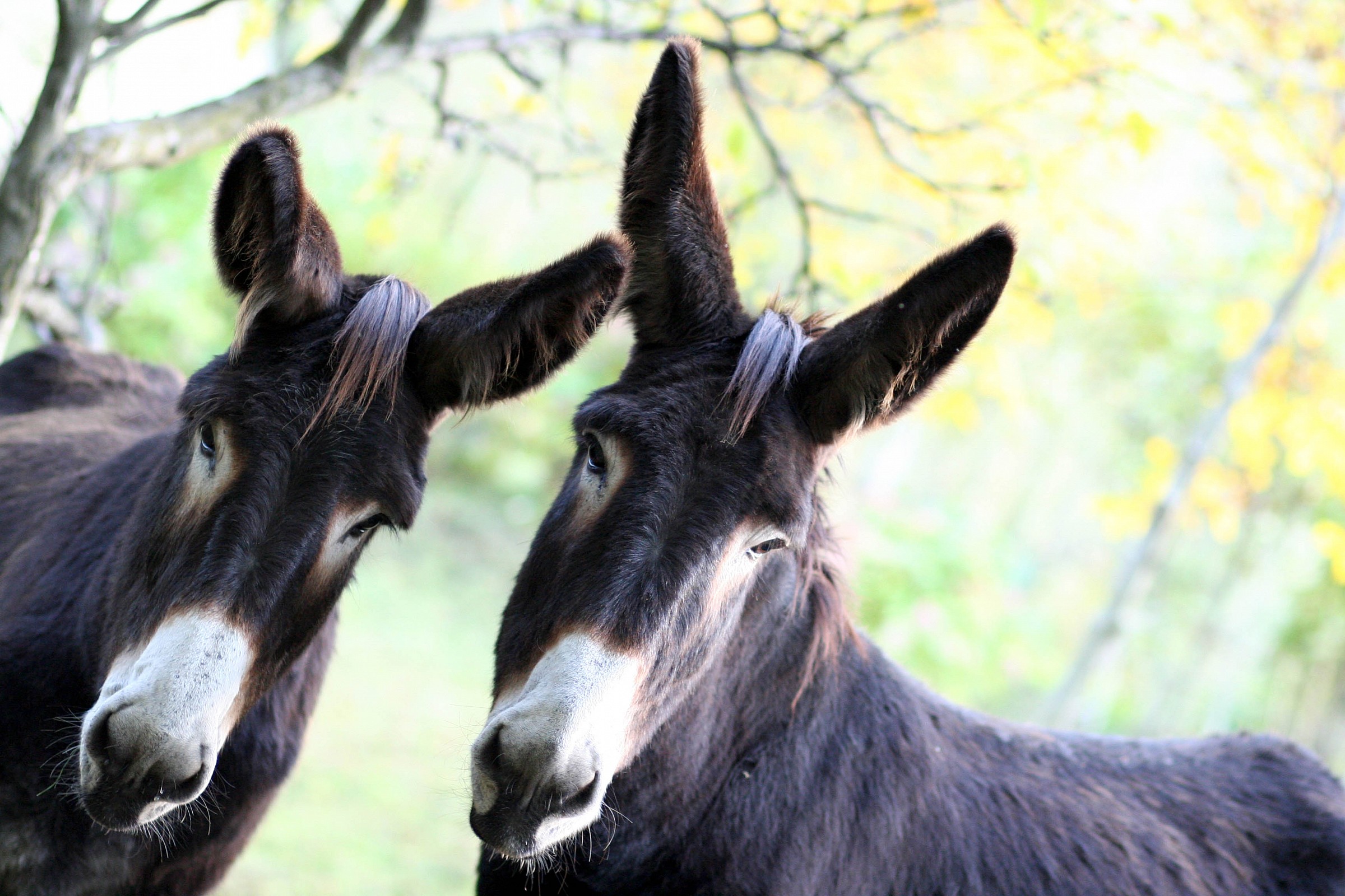 Two donkeys in love