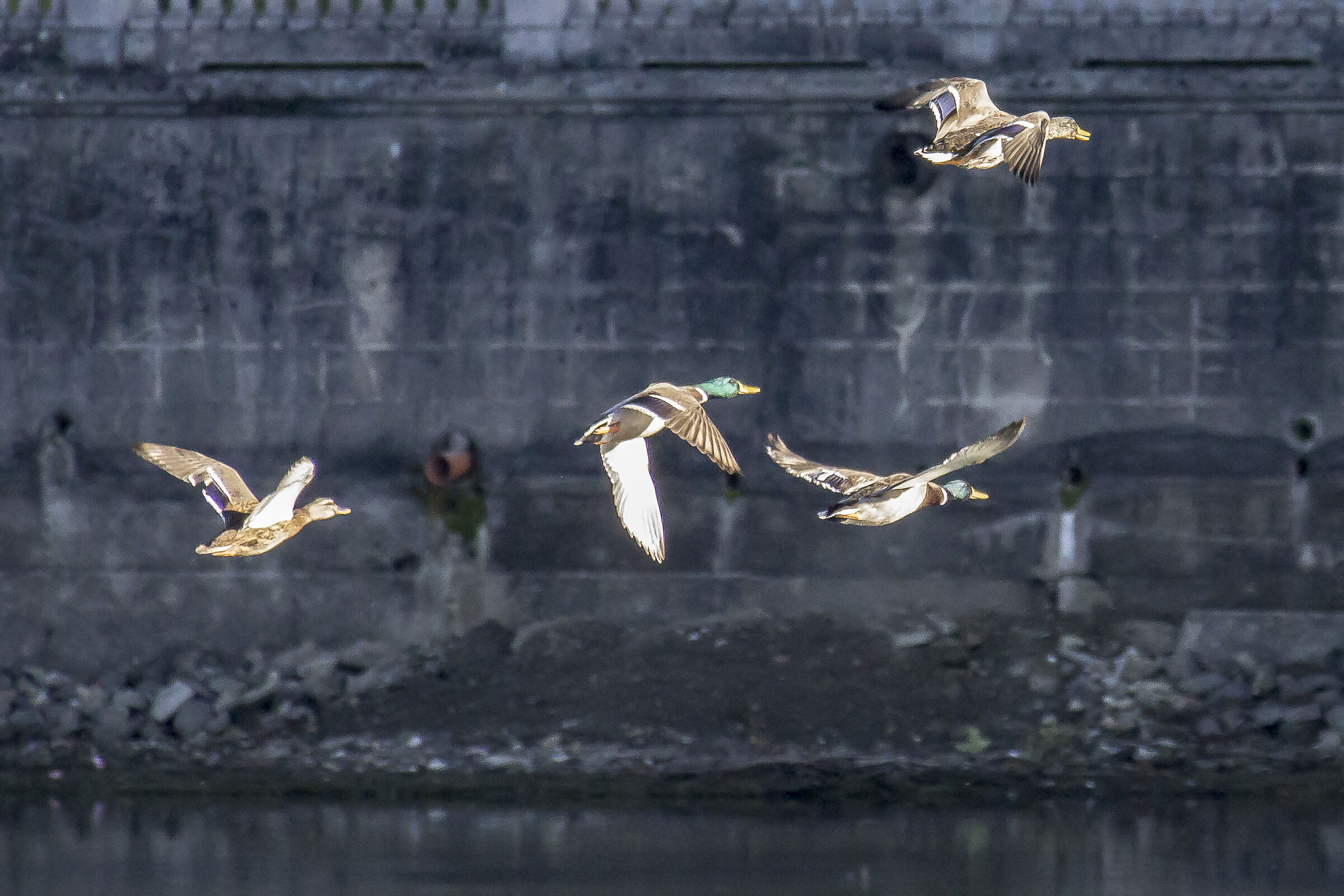 Royal german males in flight - 2