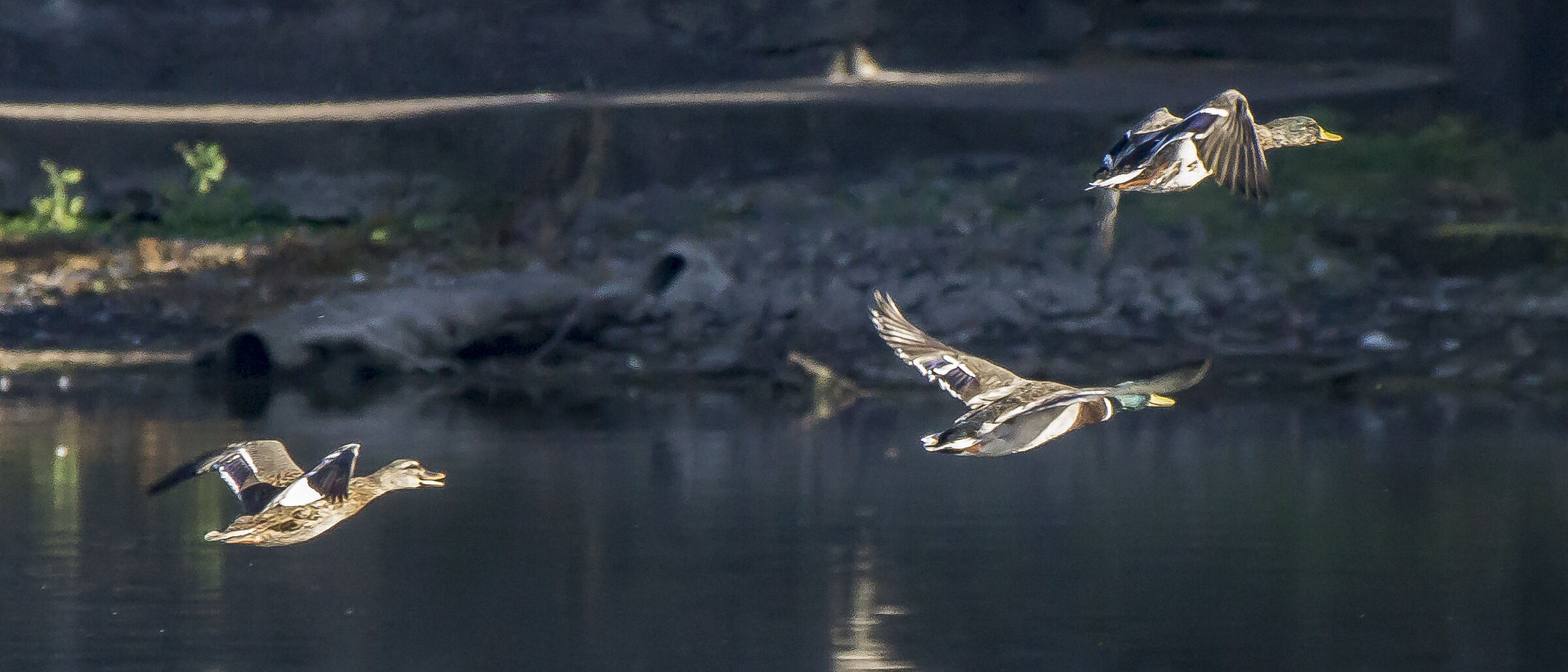 Maschi di germano reale in volo - 1