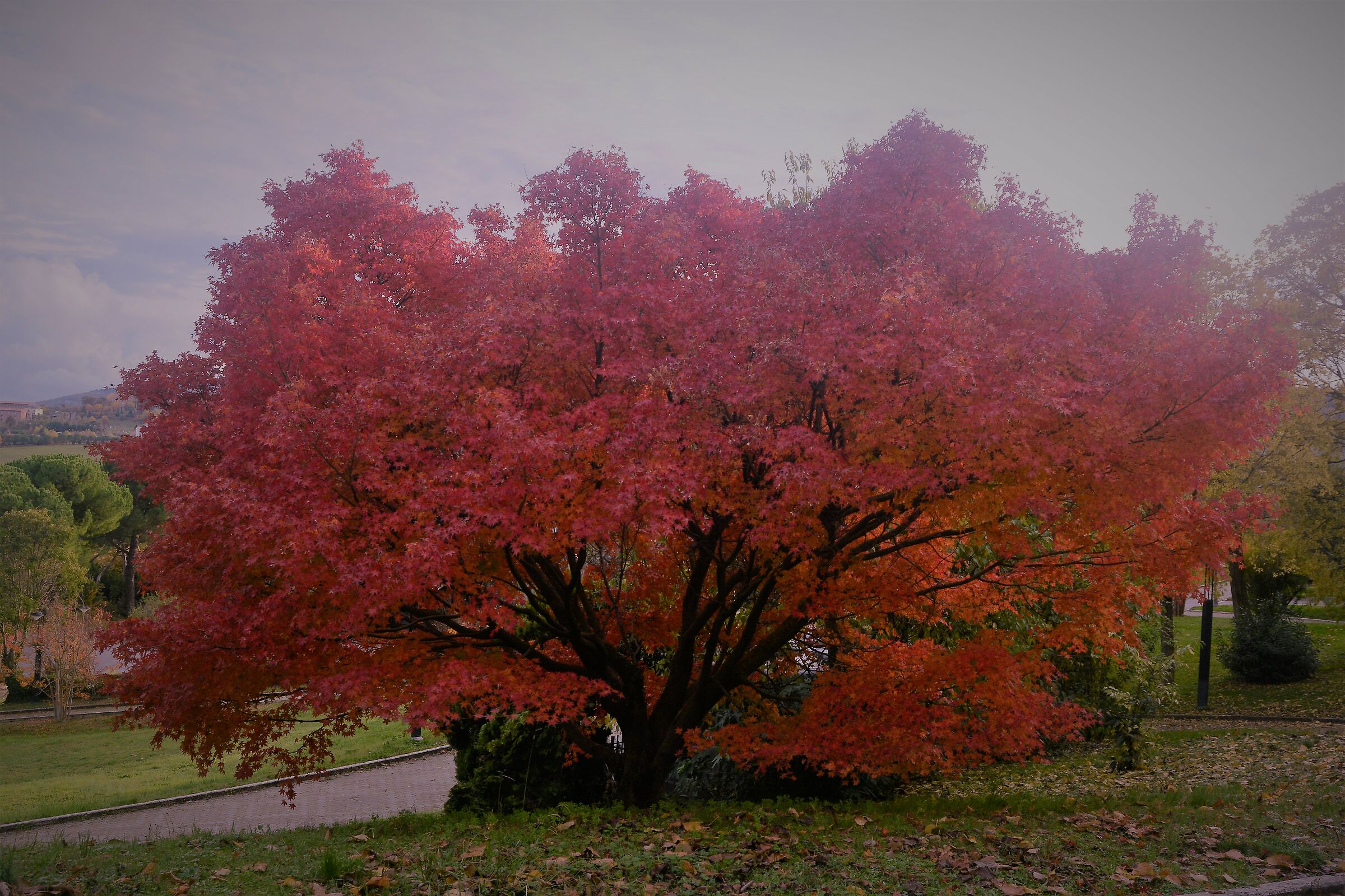 Gli ultimi colori dell'autunno