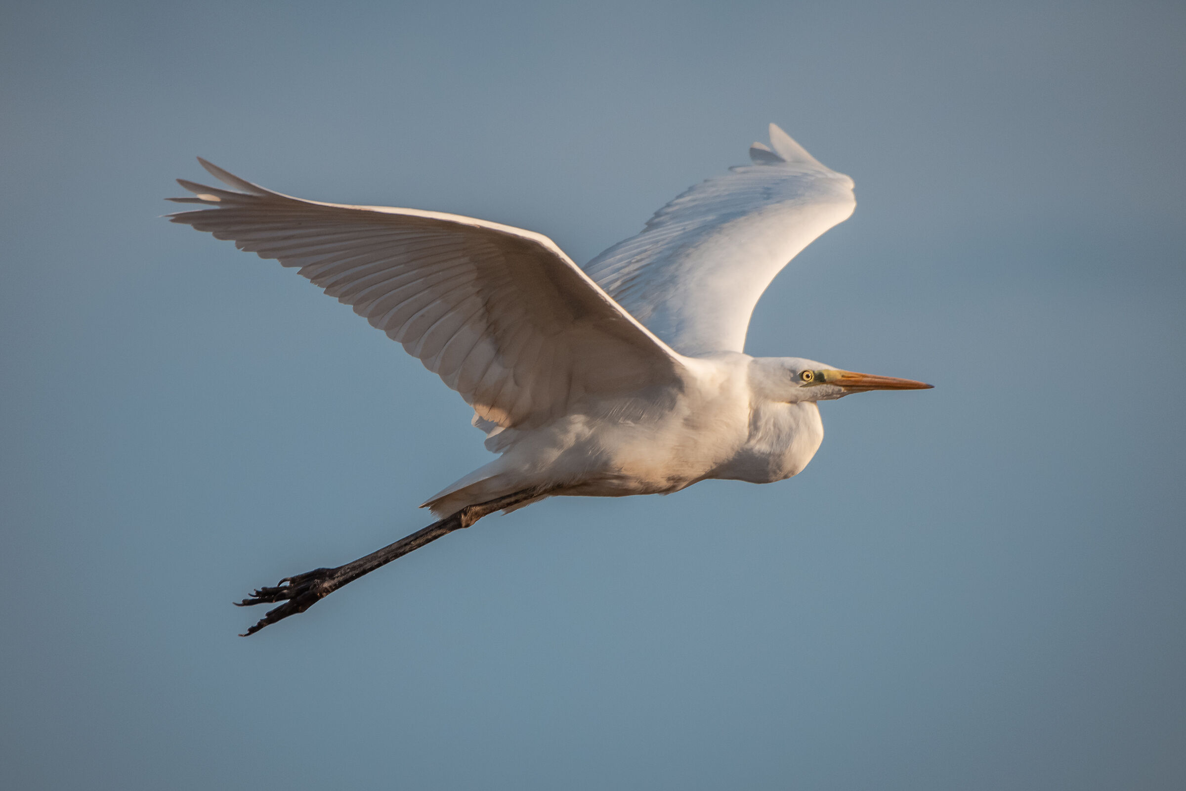 Elegance in flight (Major White Airone)