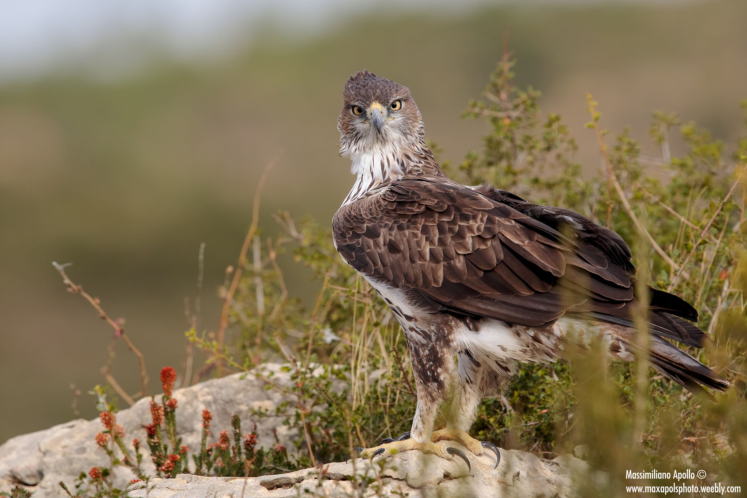 aquila del bonelli ...