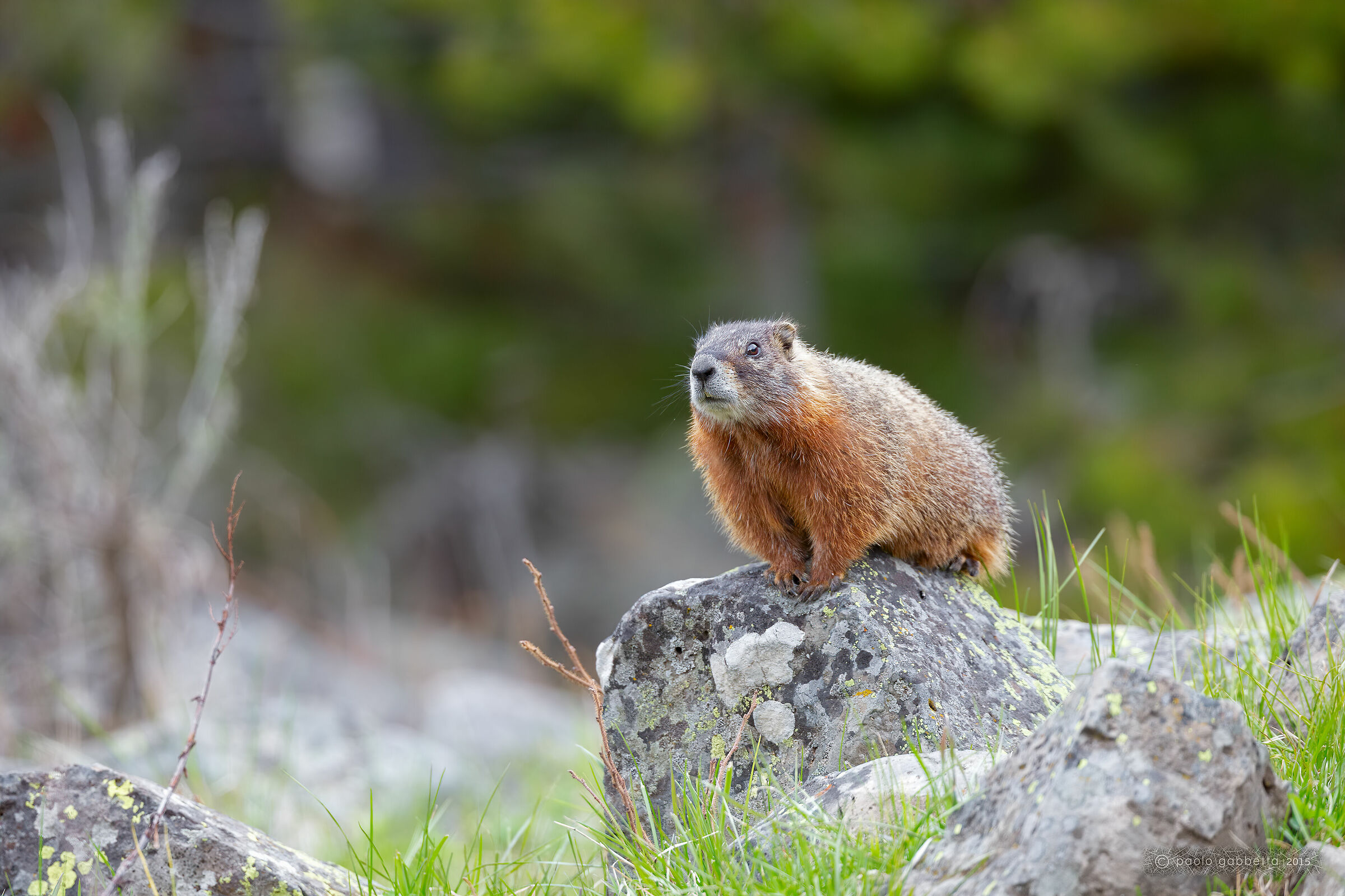 Marmot