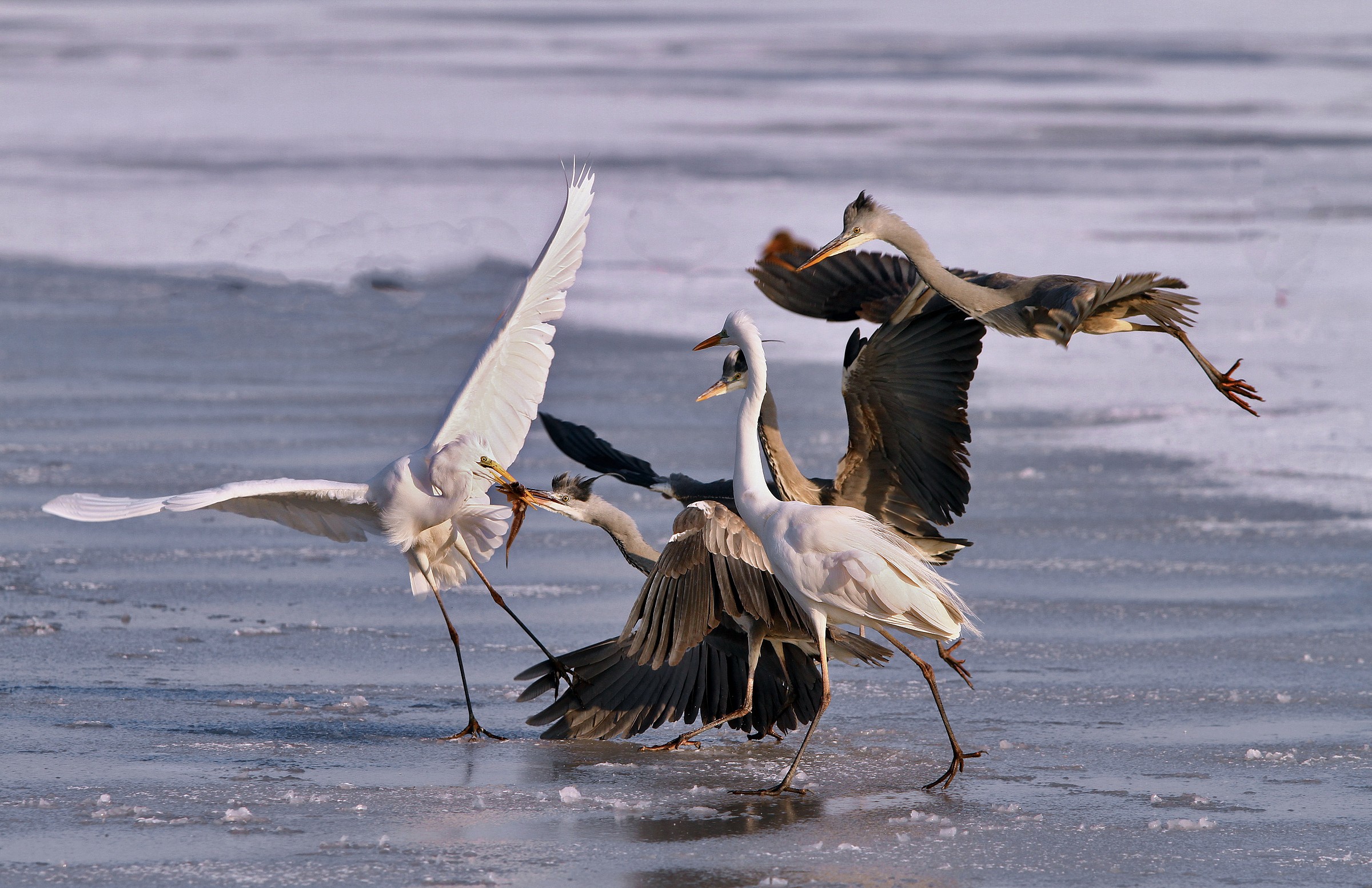 ...ora volete la guerra!!