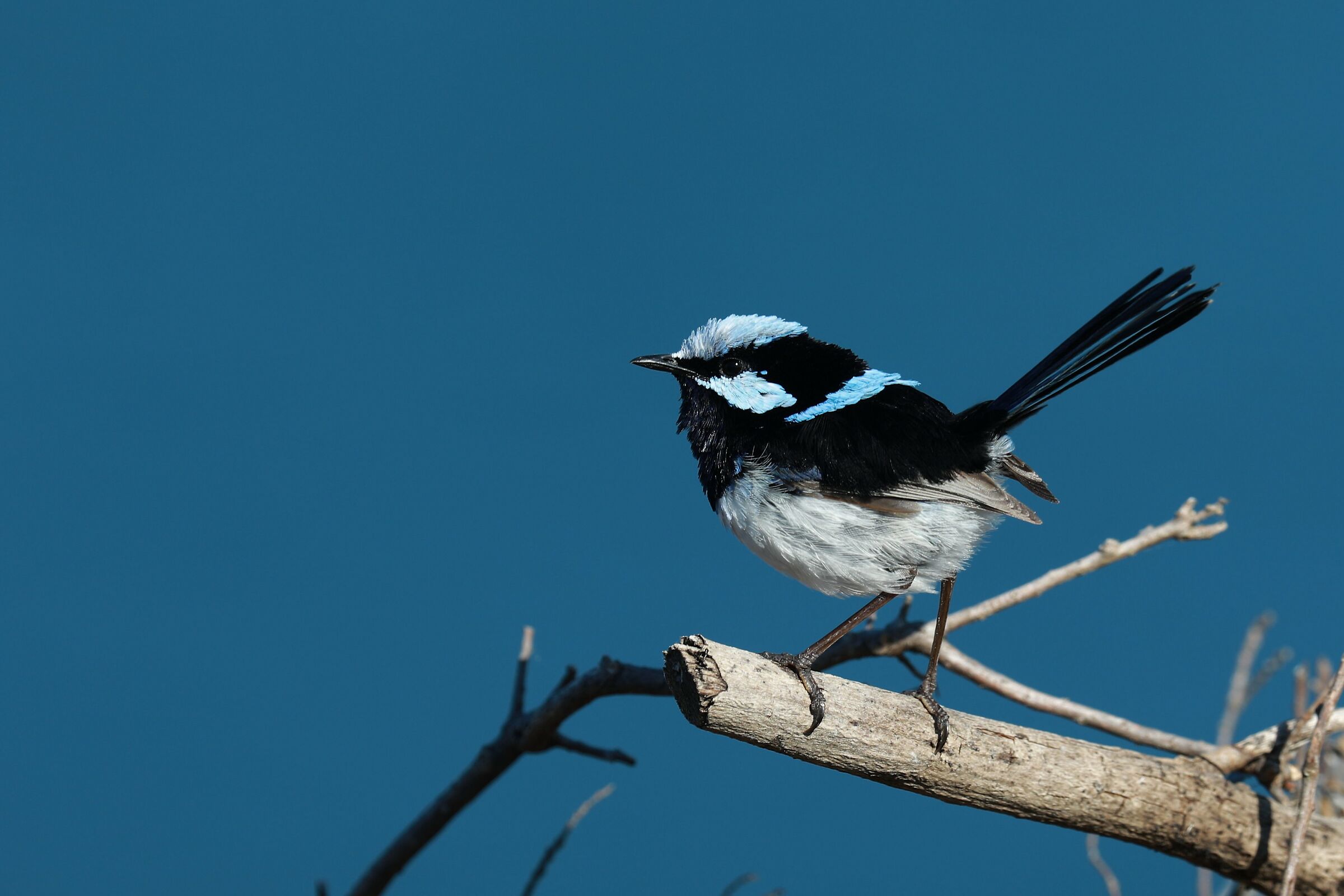 Superb Fairy Wren