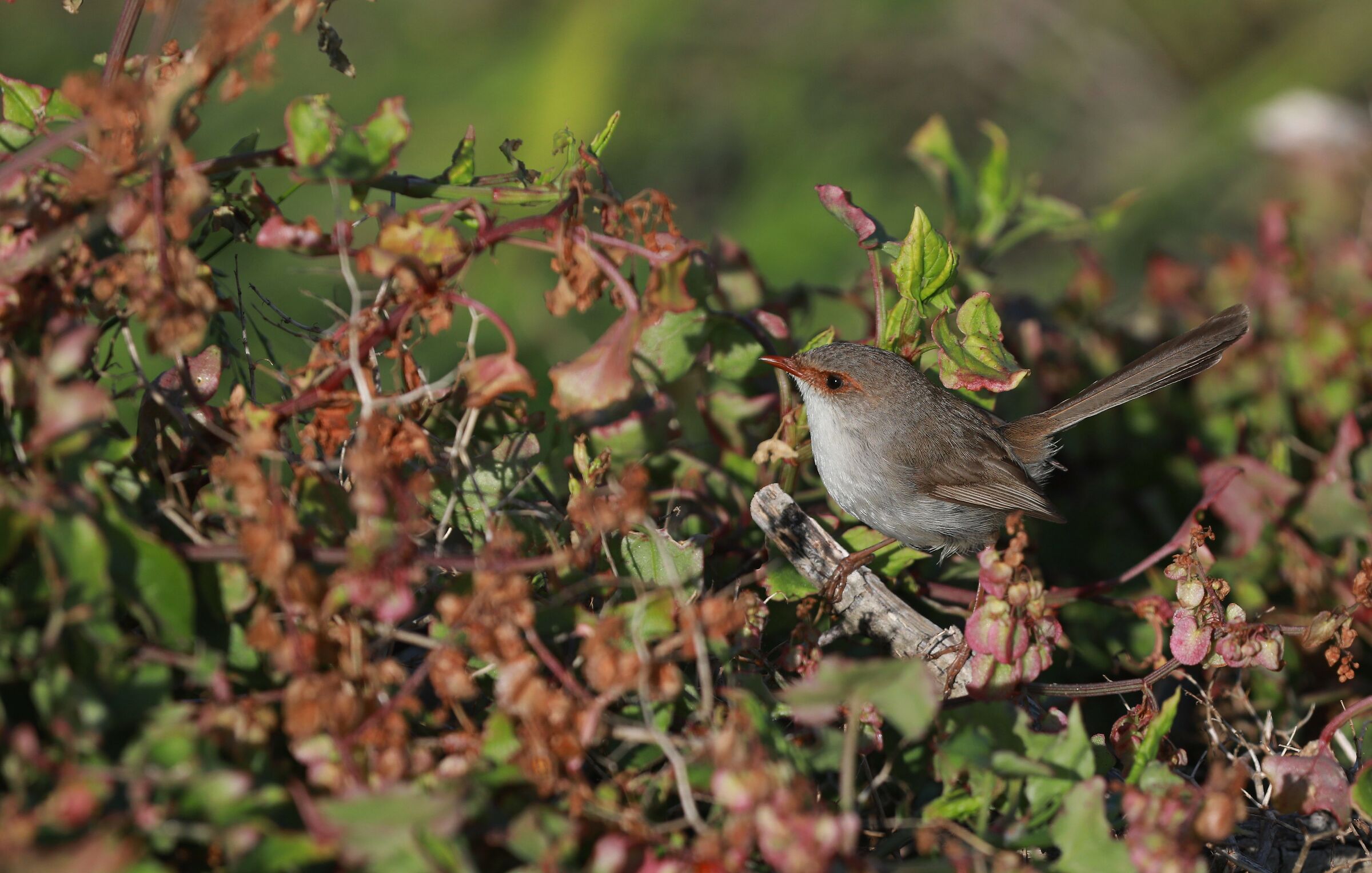 Superb Fairy Wren