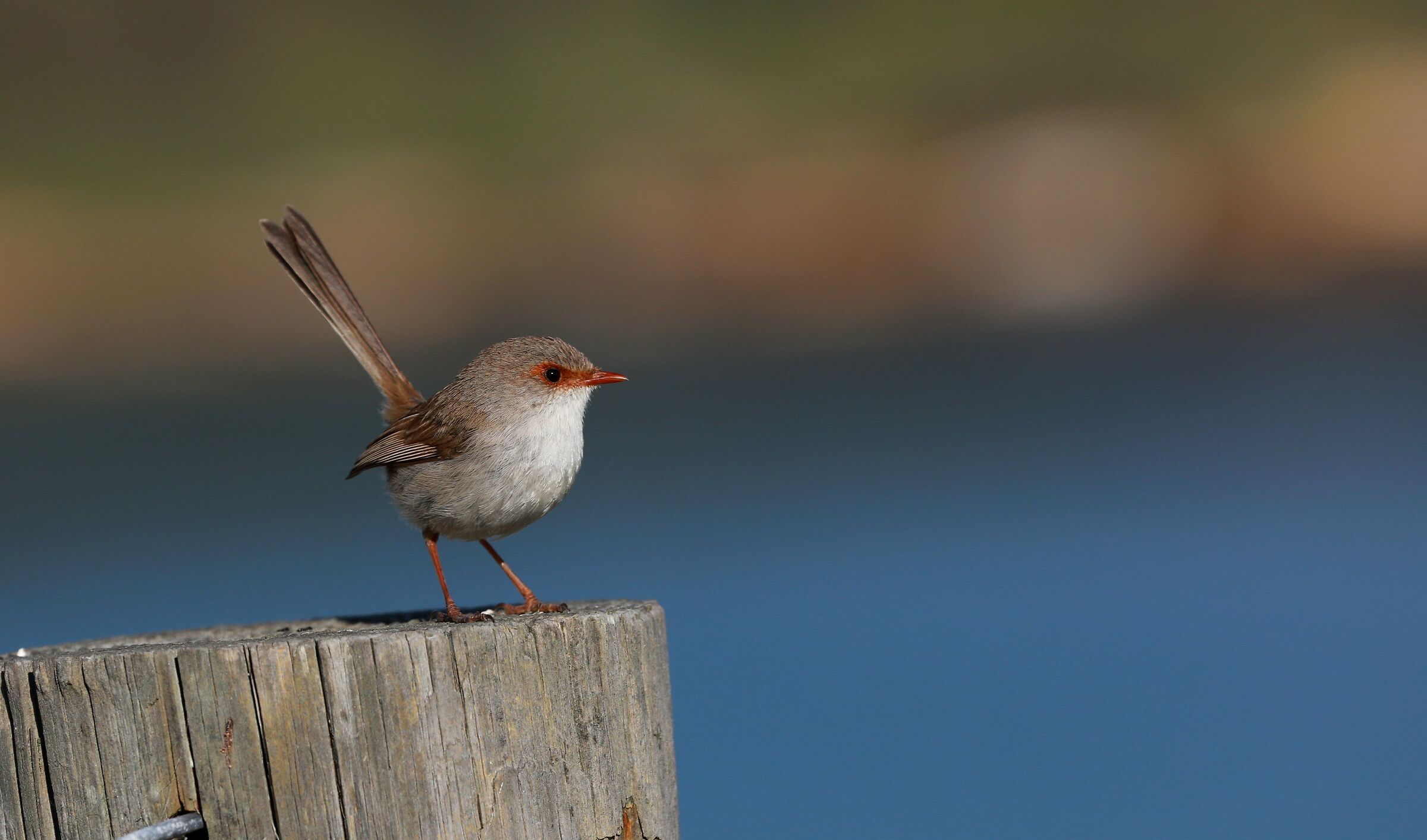 Superb Fairy Wren