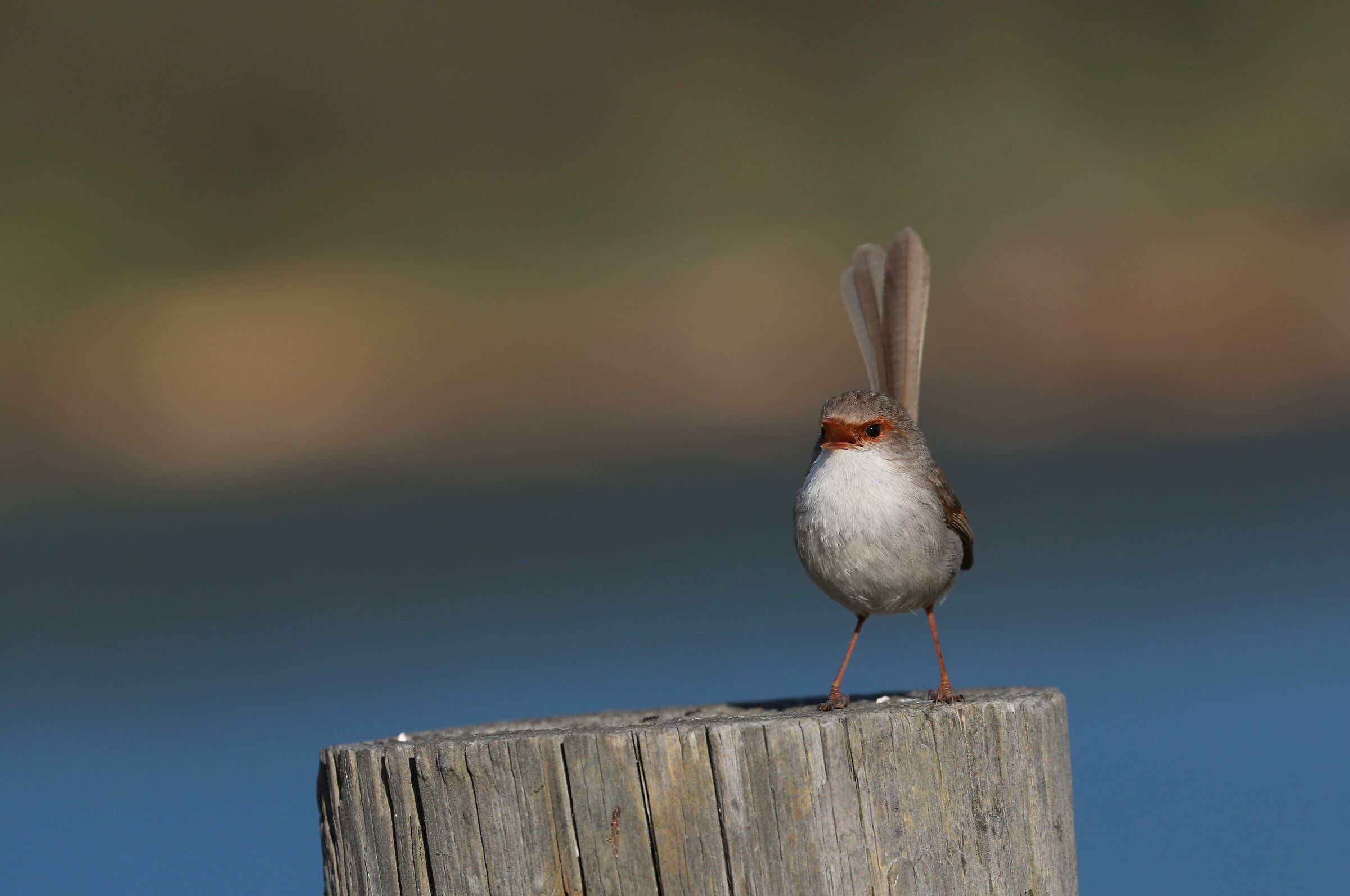 Superb Fairy Wren