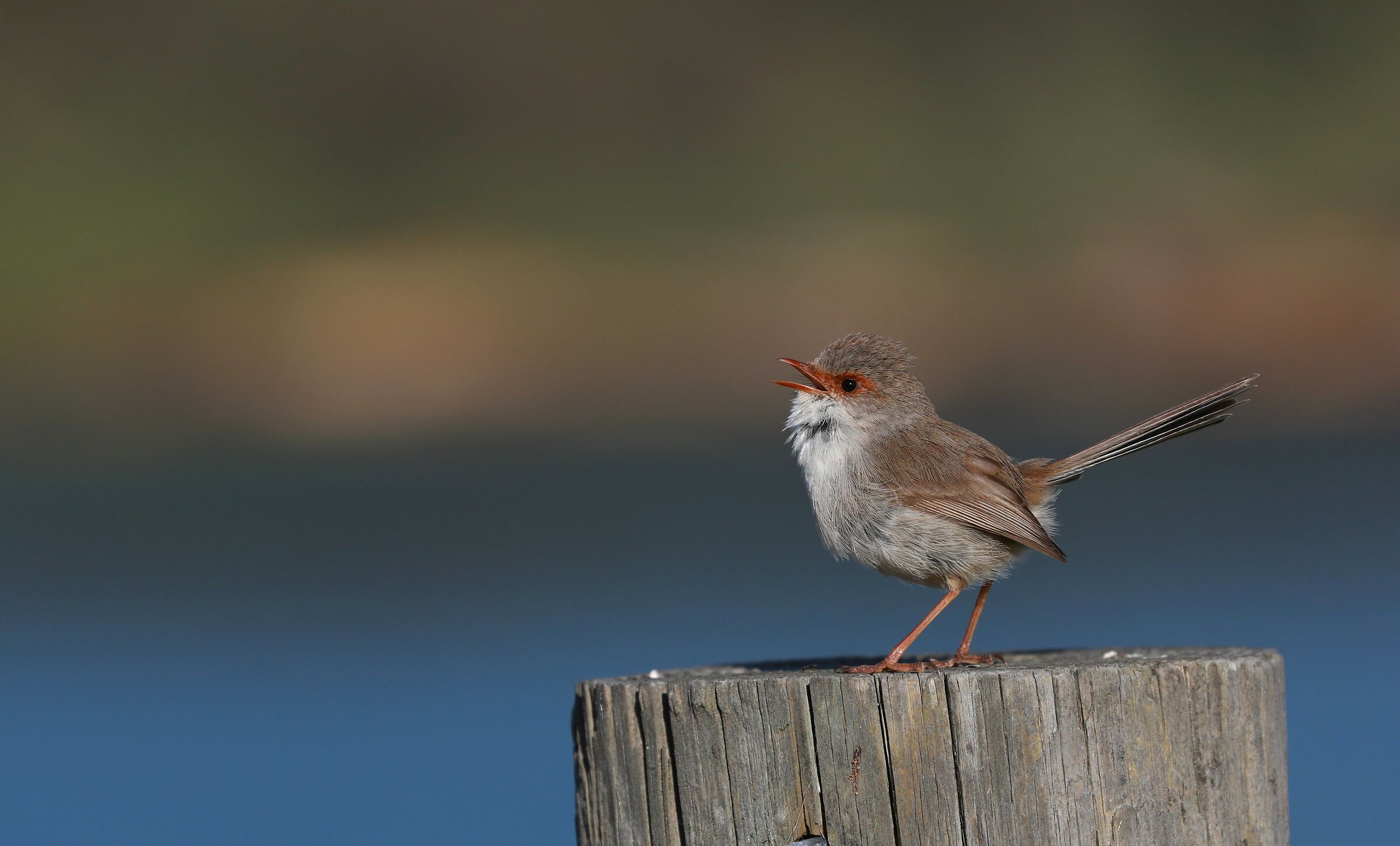 Superb Fairy Wren