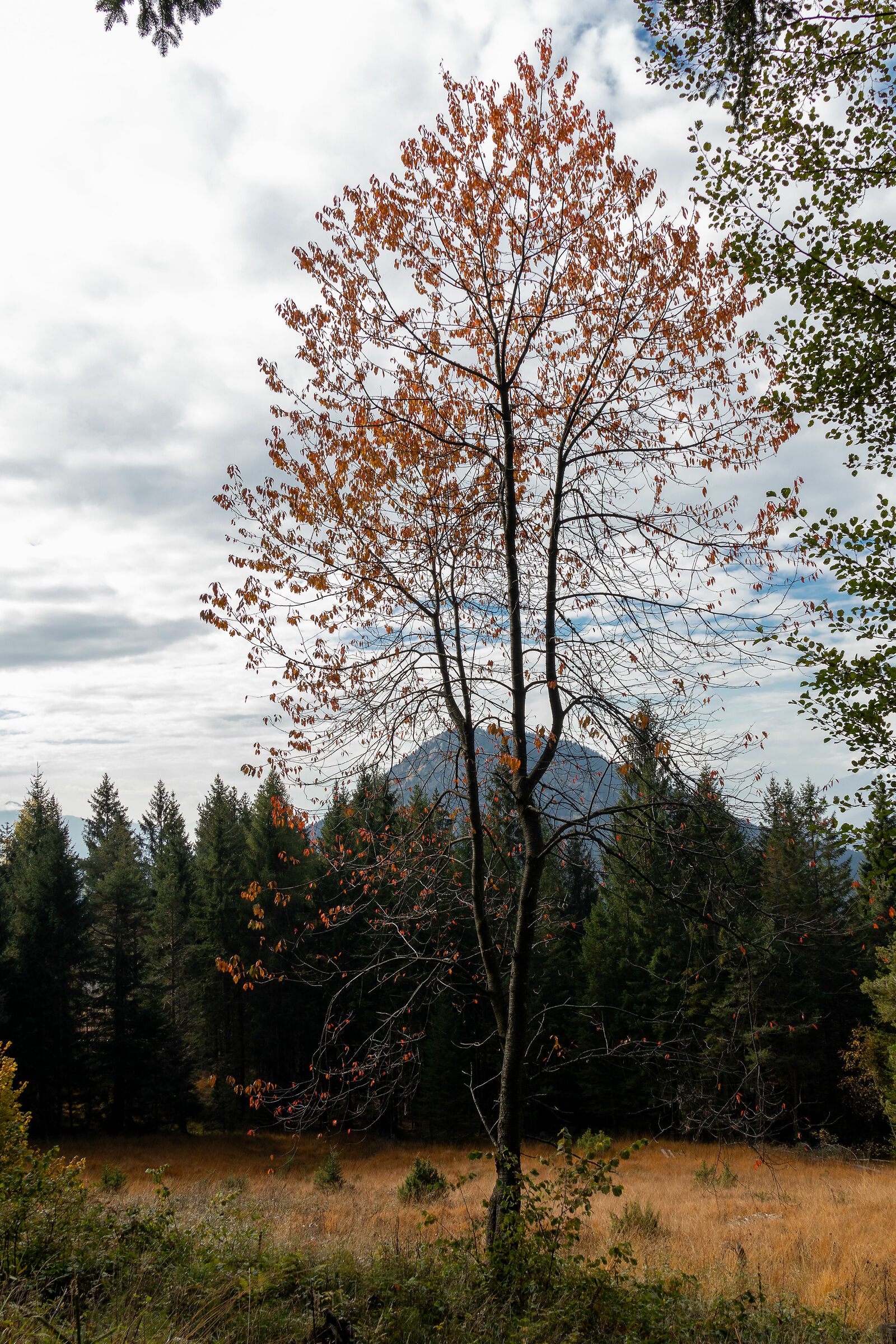 Trentino