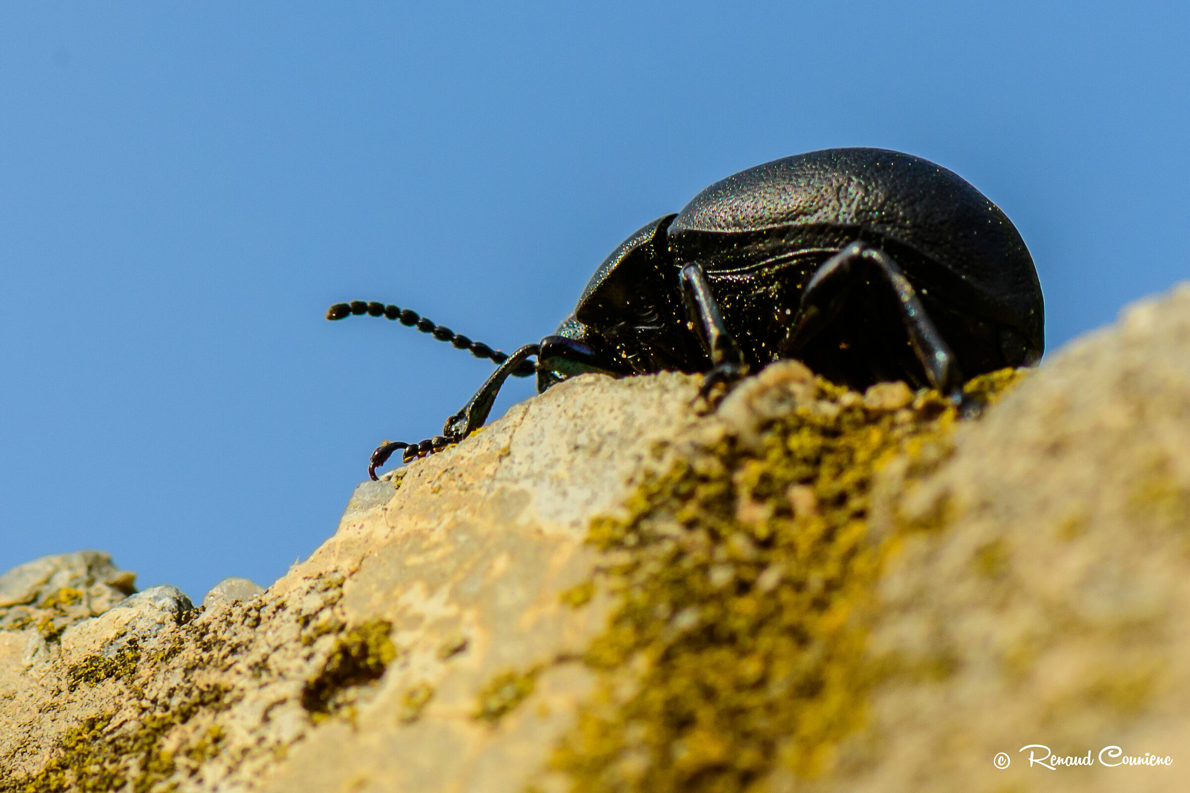 Timarcha Tenebricosa at the edge of the cliff
