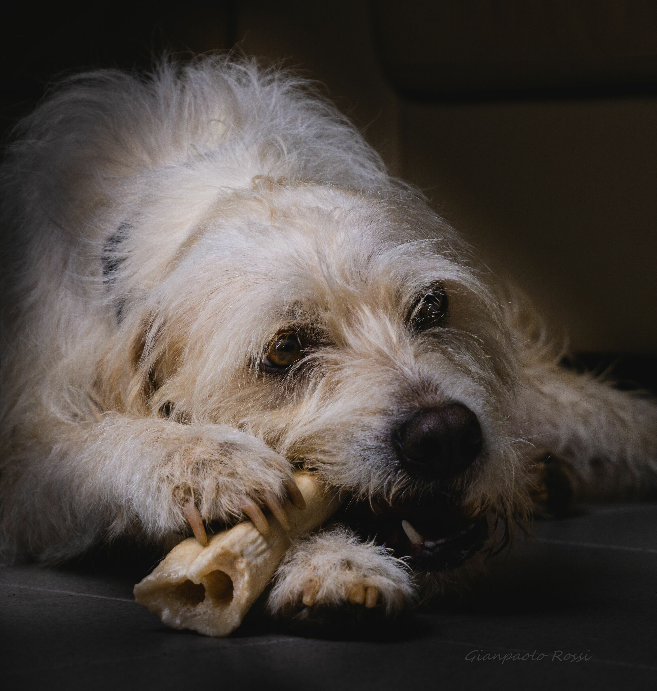 Nose and his bone