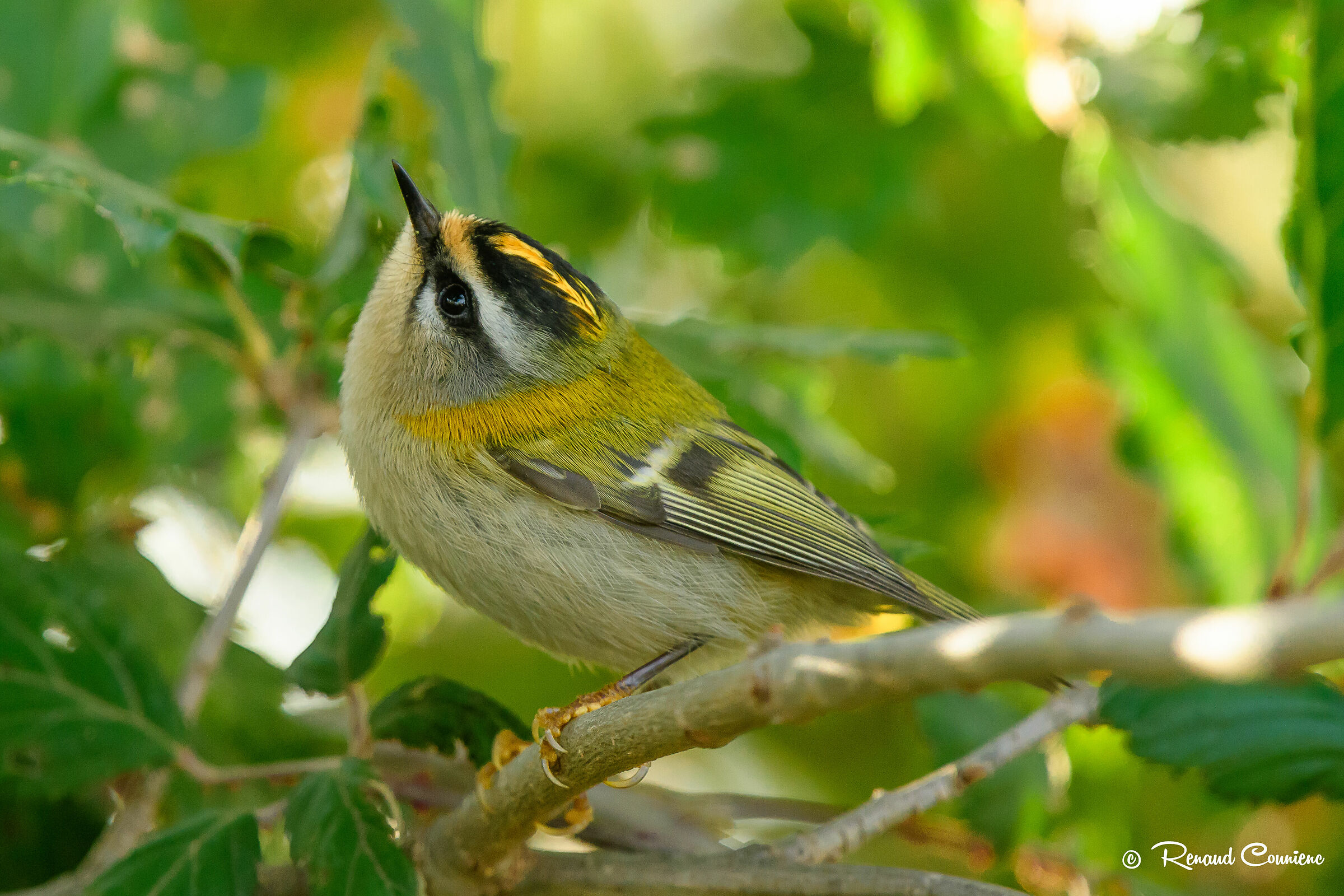 Regulus ignicapilla in the shadow
