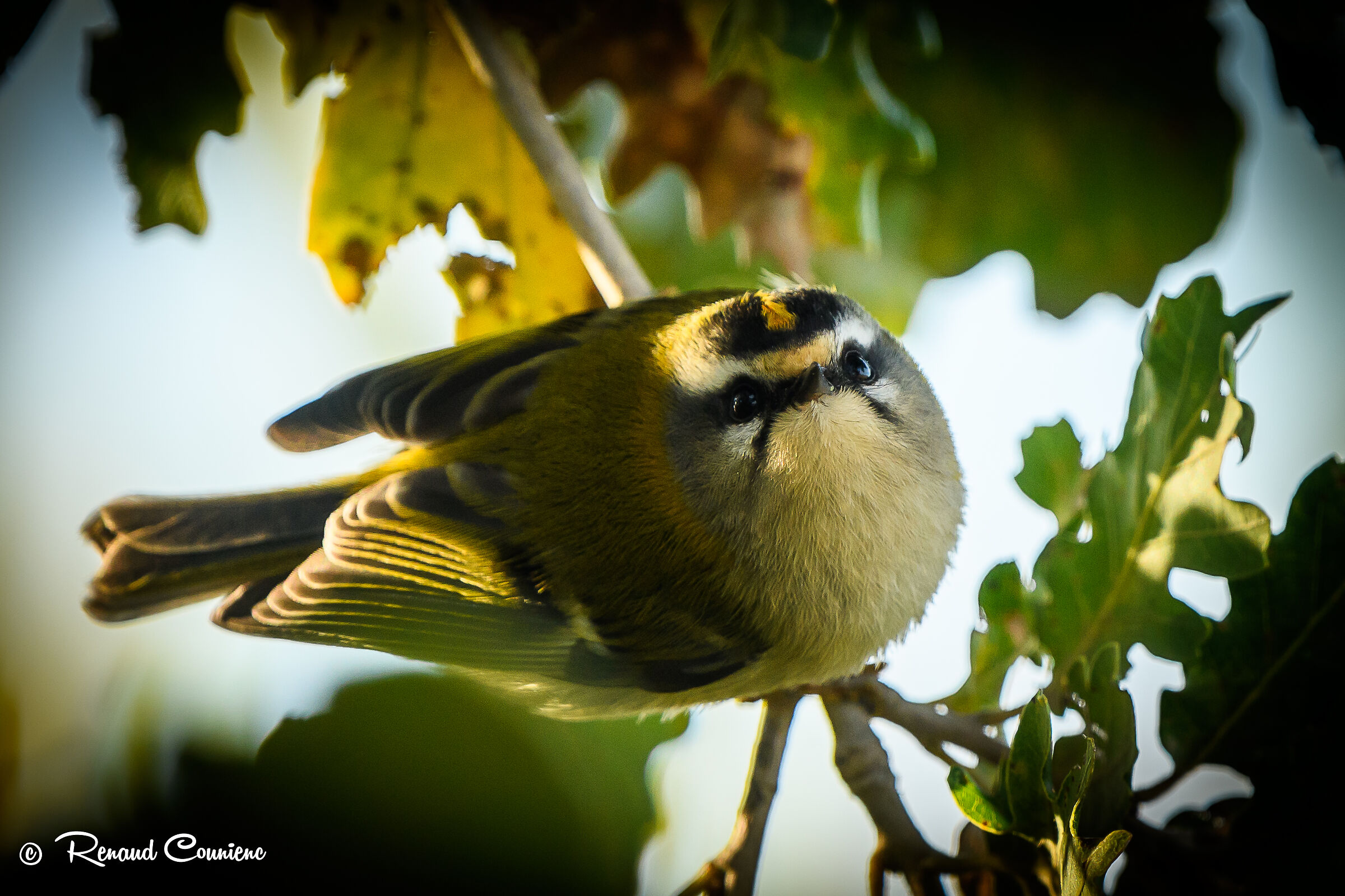 Regulus ignicapilla mi guarda