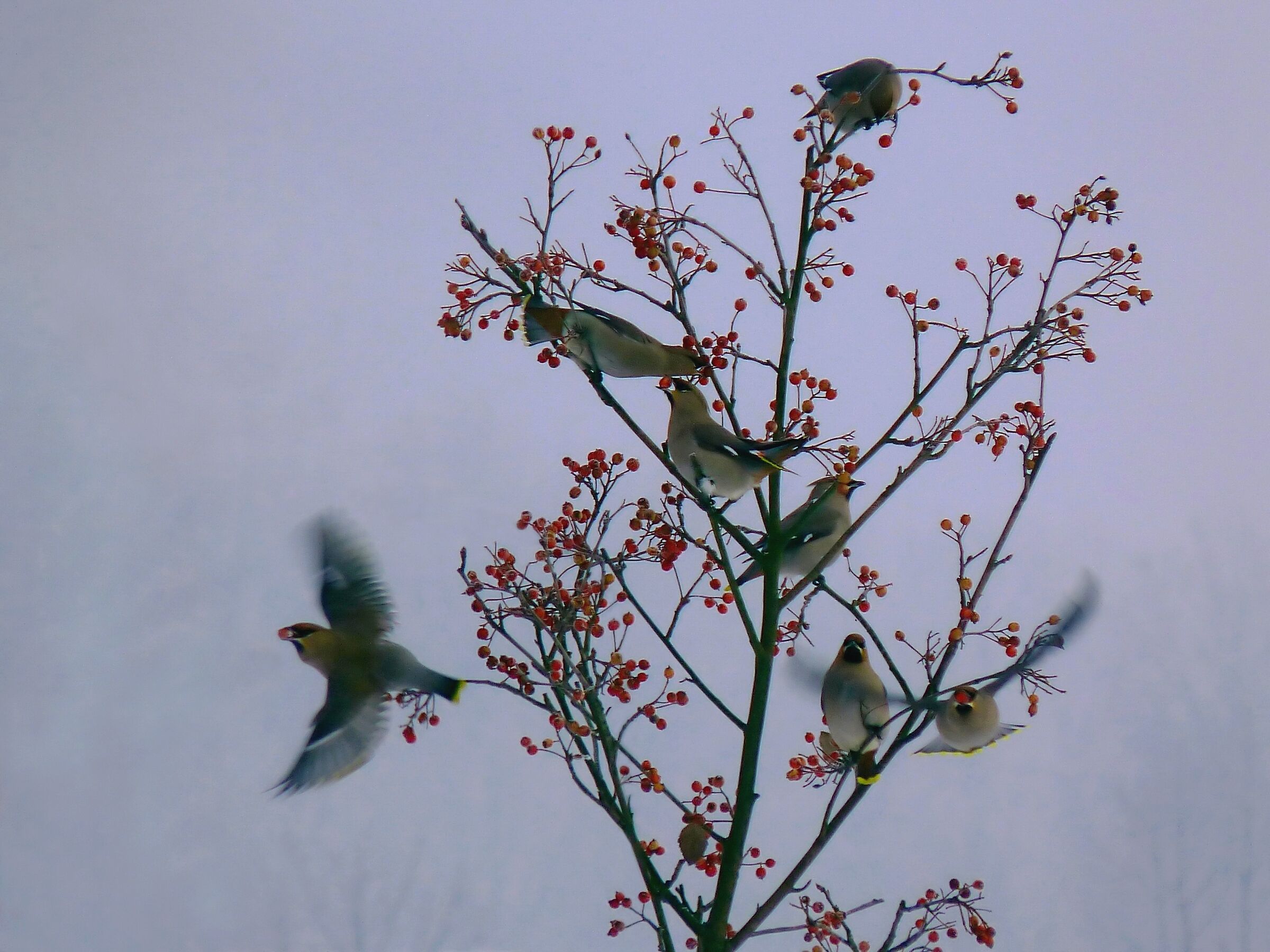 Waxwing 1