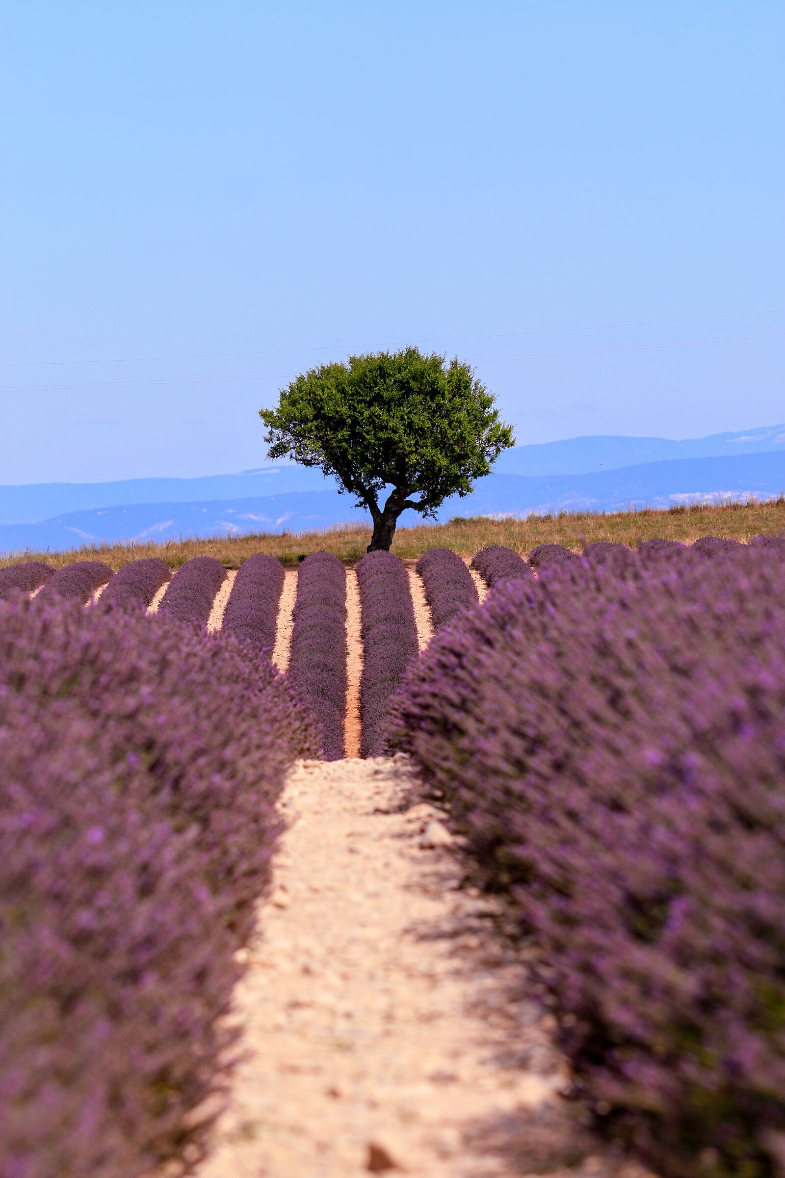 campi di lavanda di Valensole