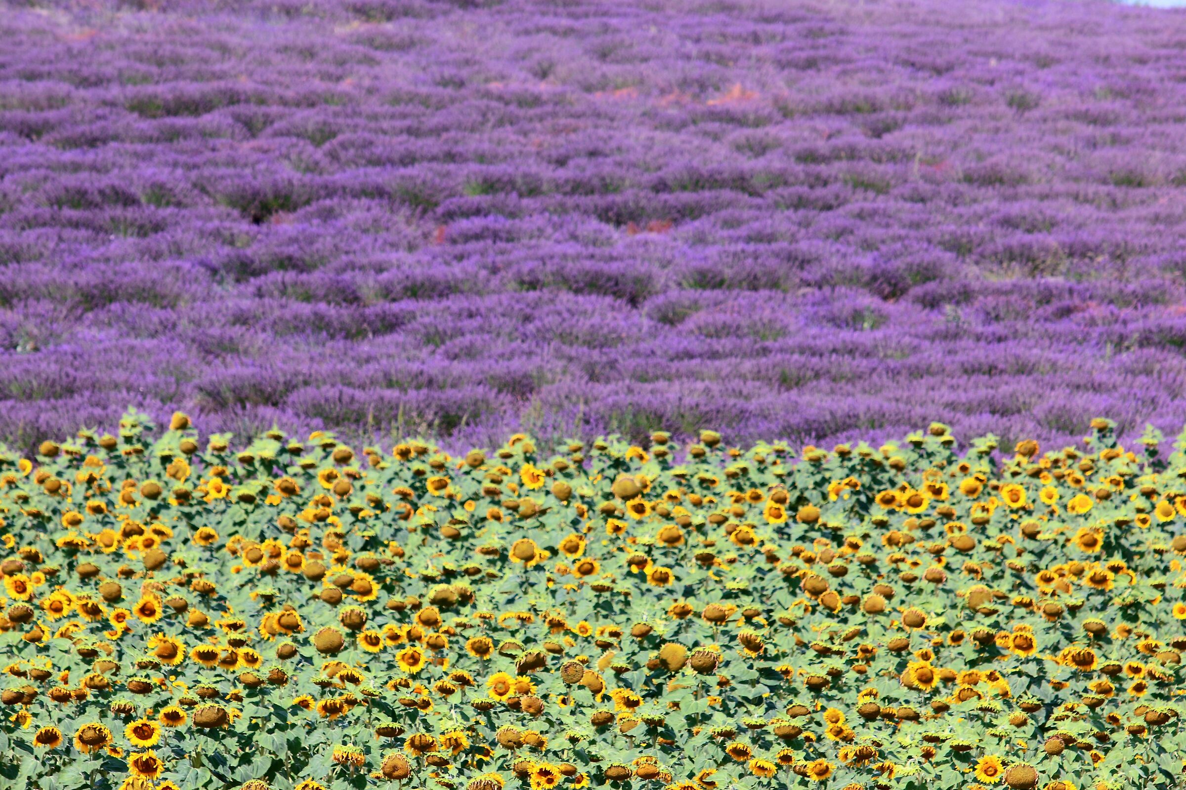 campi di lavanda e girasoli vicino a Sault