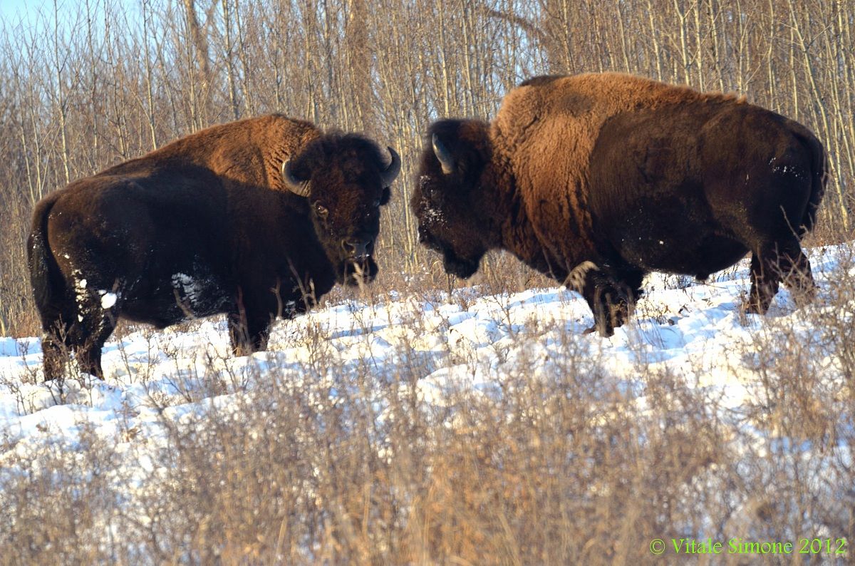 Bisonts at Elk Island Park