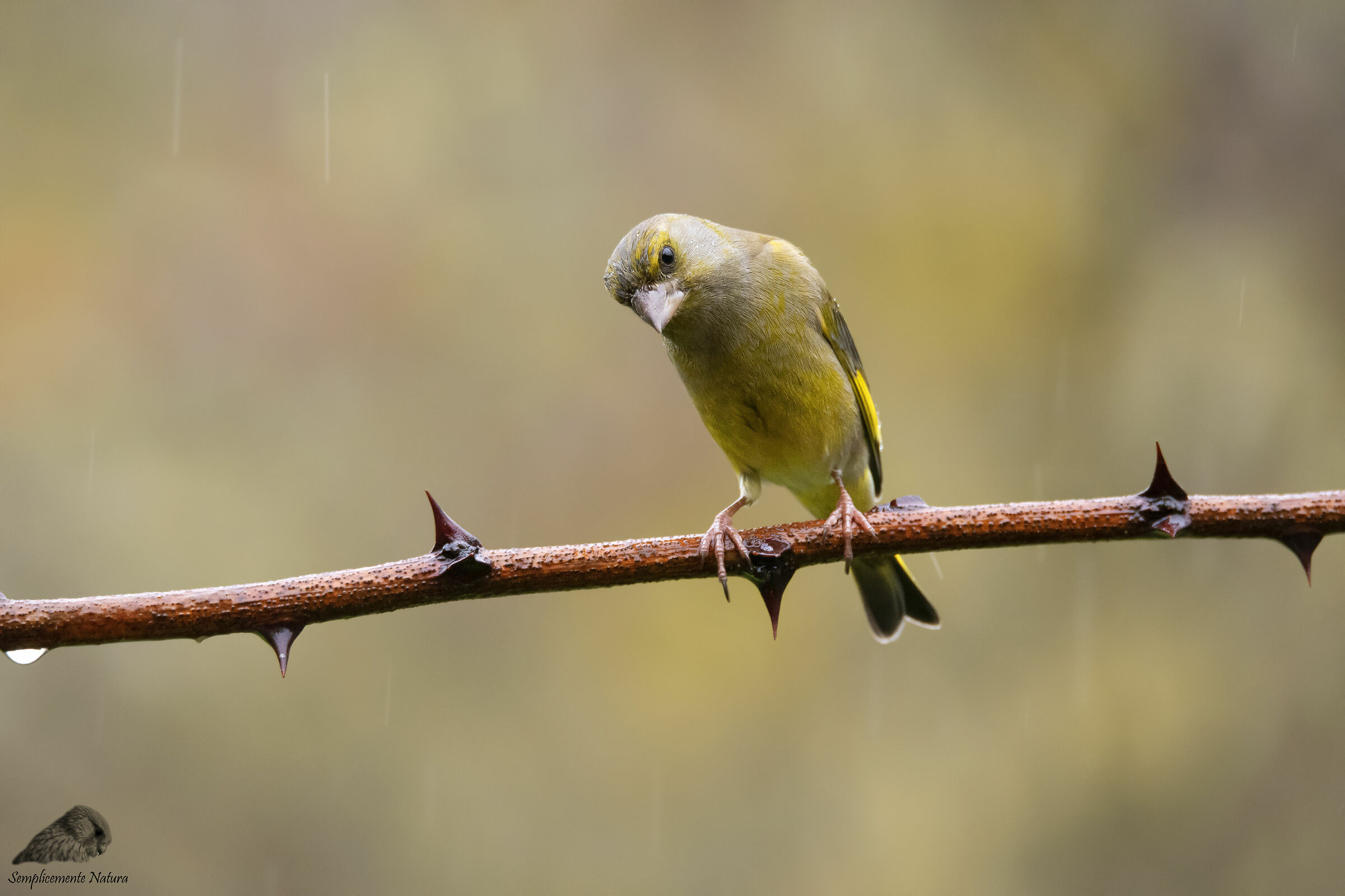 Verdone (Chloris chloris)