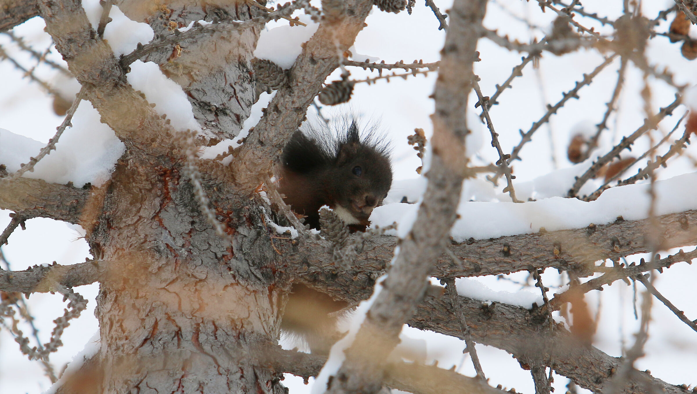 Scoiattolo delle Alpi  Passo del Bernina (Svizzera)