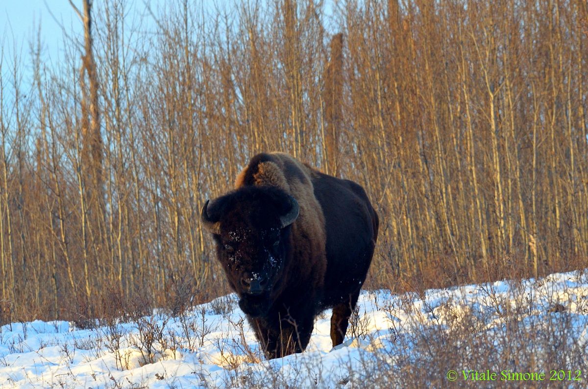Bisont at Elk Island Park
