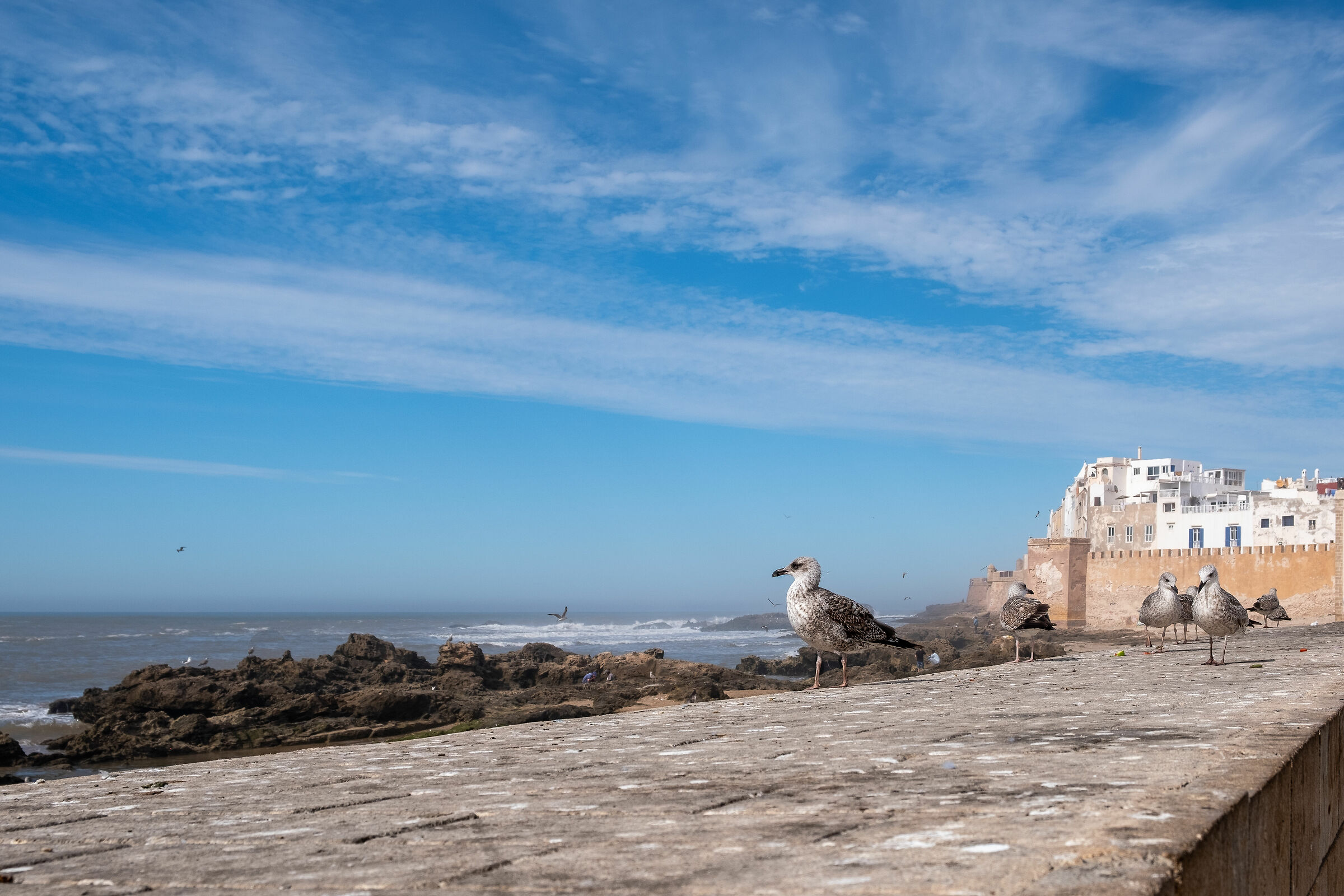 Seagull at the port of the wind city