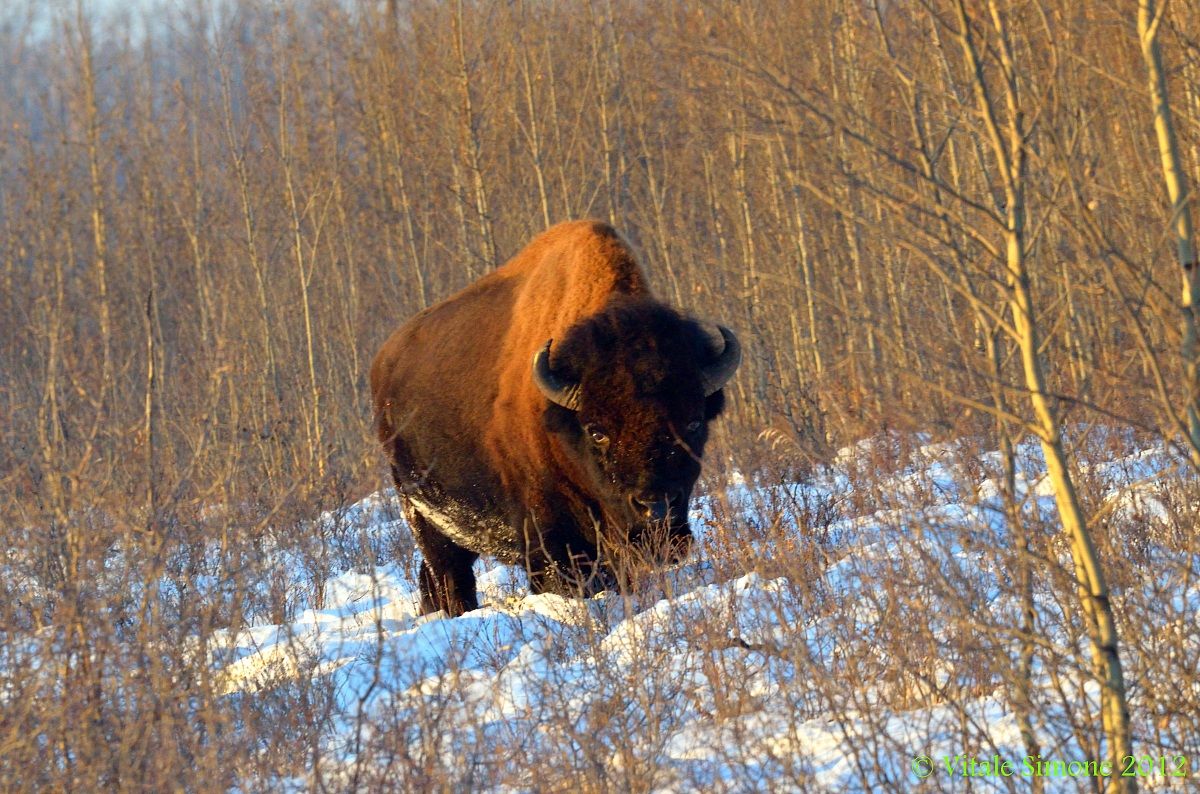 Bisont at Elk Island Park 1