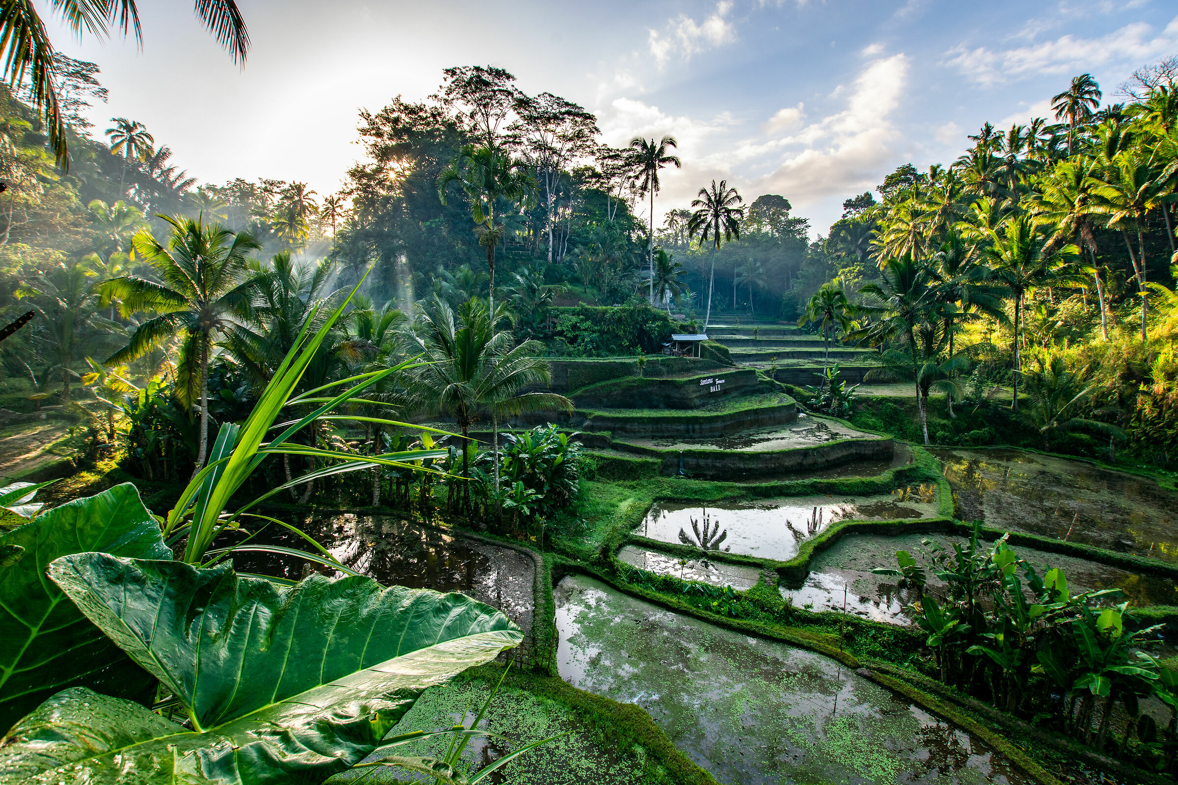 The rice paddies of Ubud at dawn
