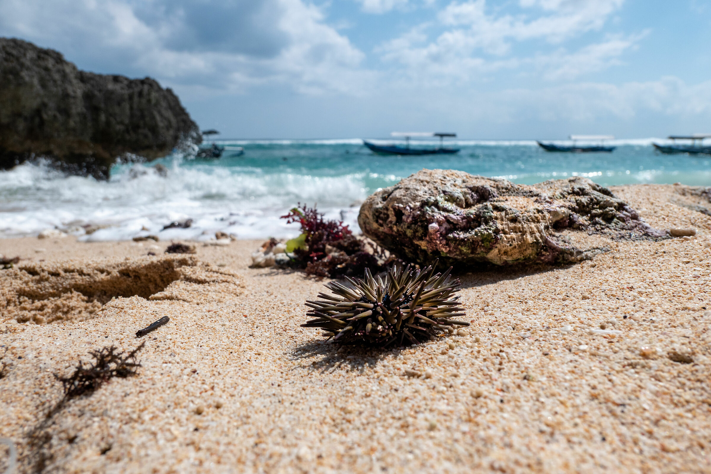 Hedgehogs at the beach in Nusa Penida