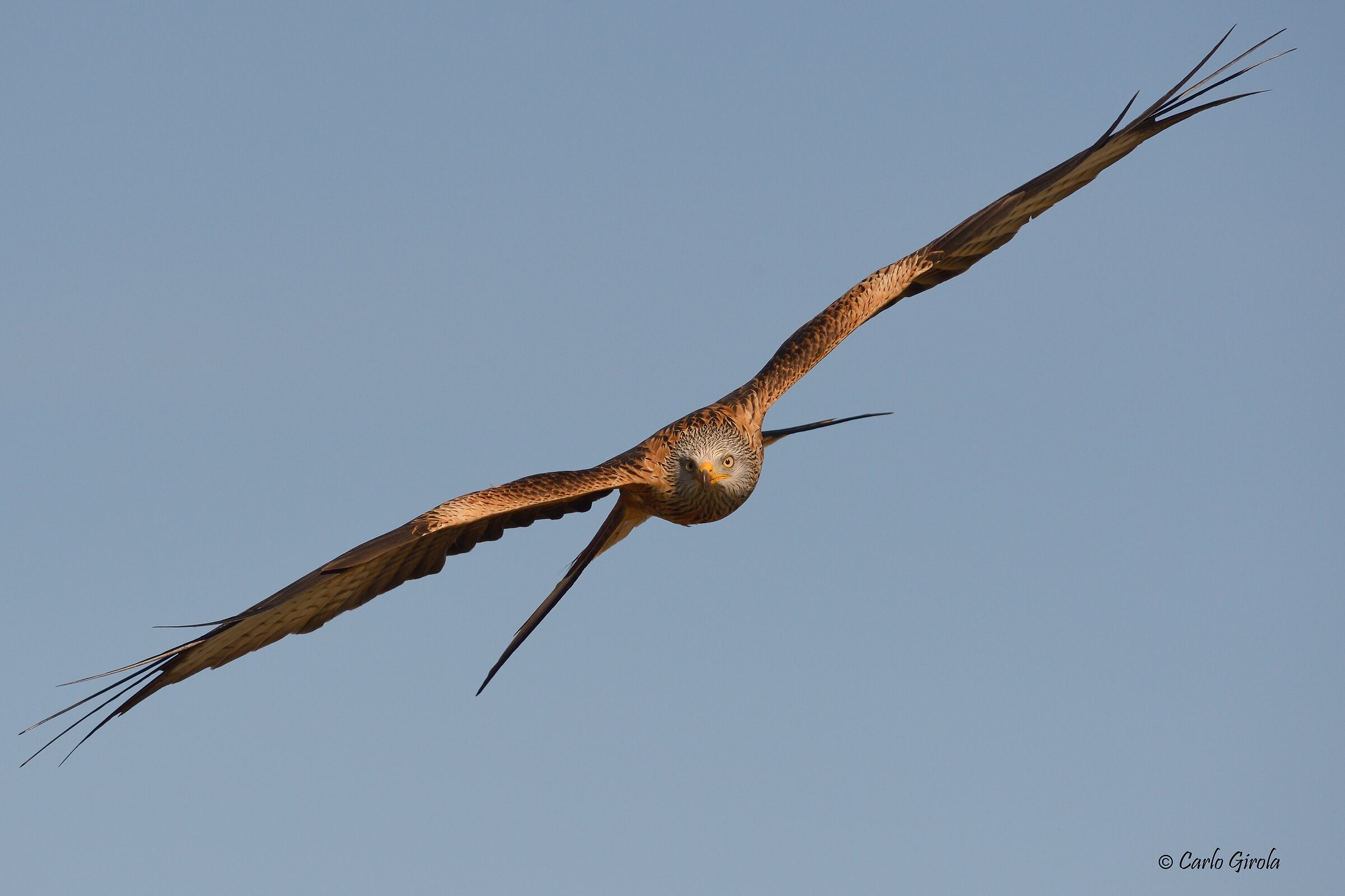 Nibbio reale (Milvus milvus)