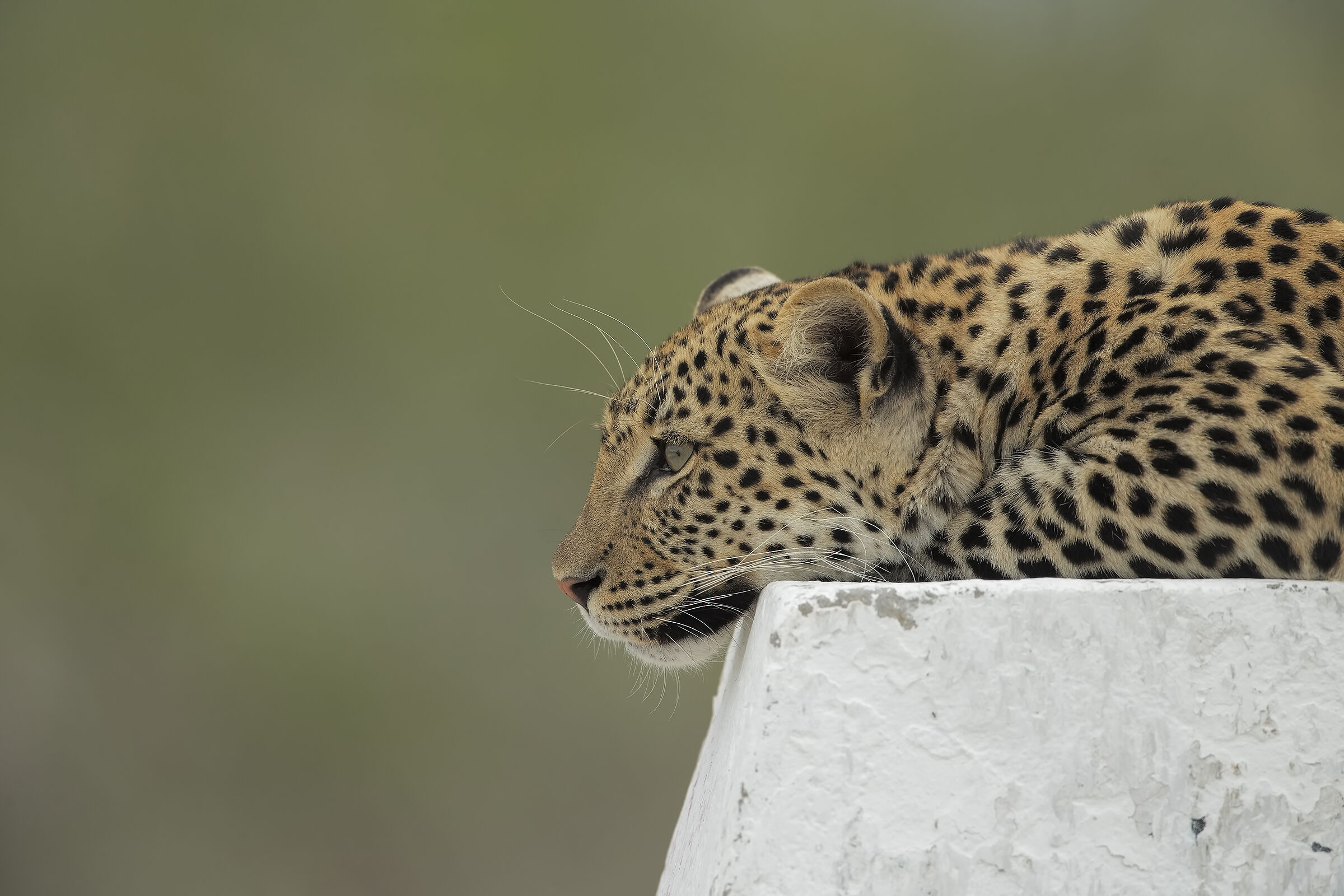 Sopra un ceppo stradale di Etosha