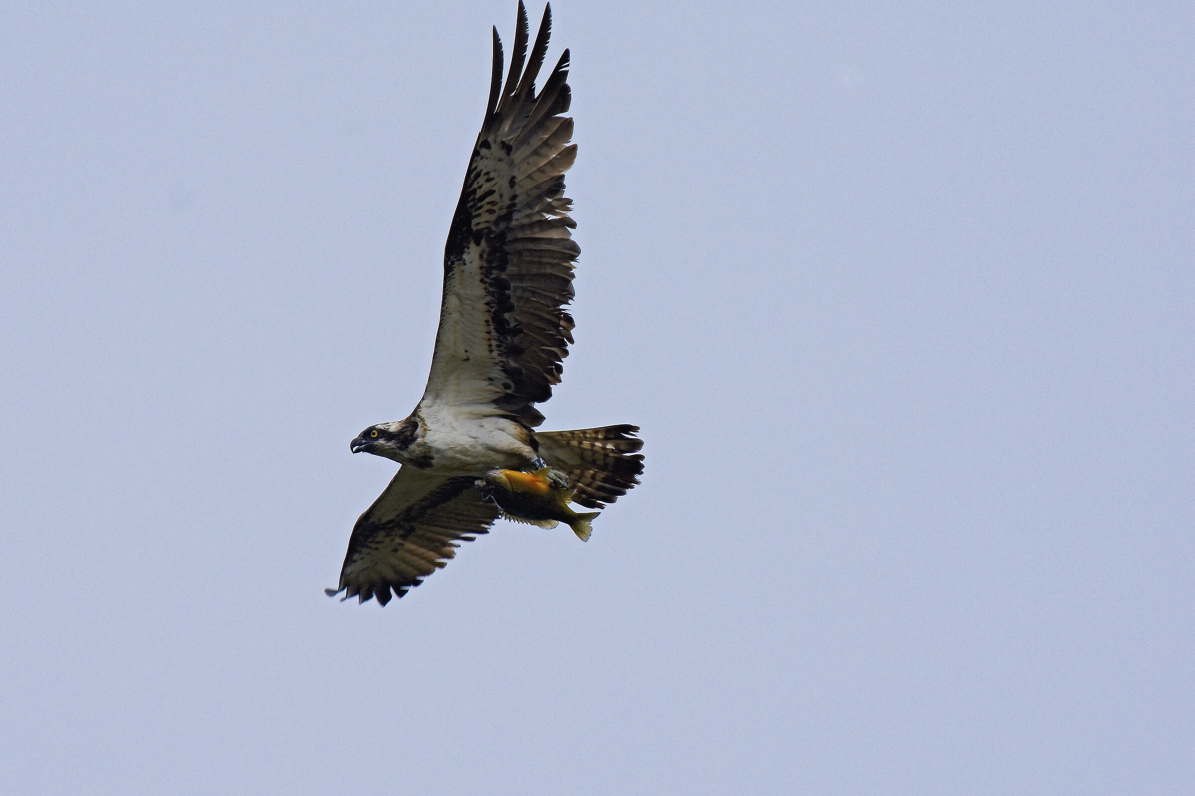 Osprey with prey 2017