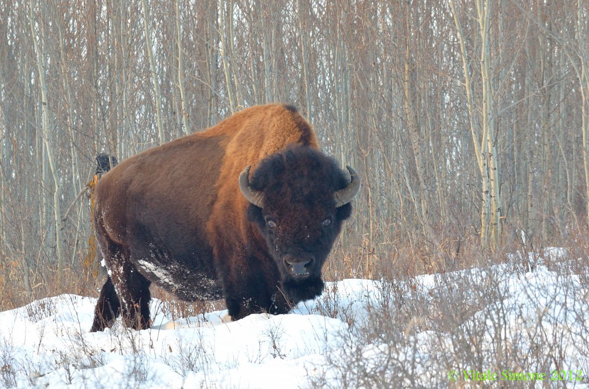 Bisont at Elk Island Park 3