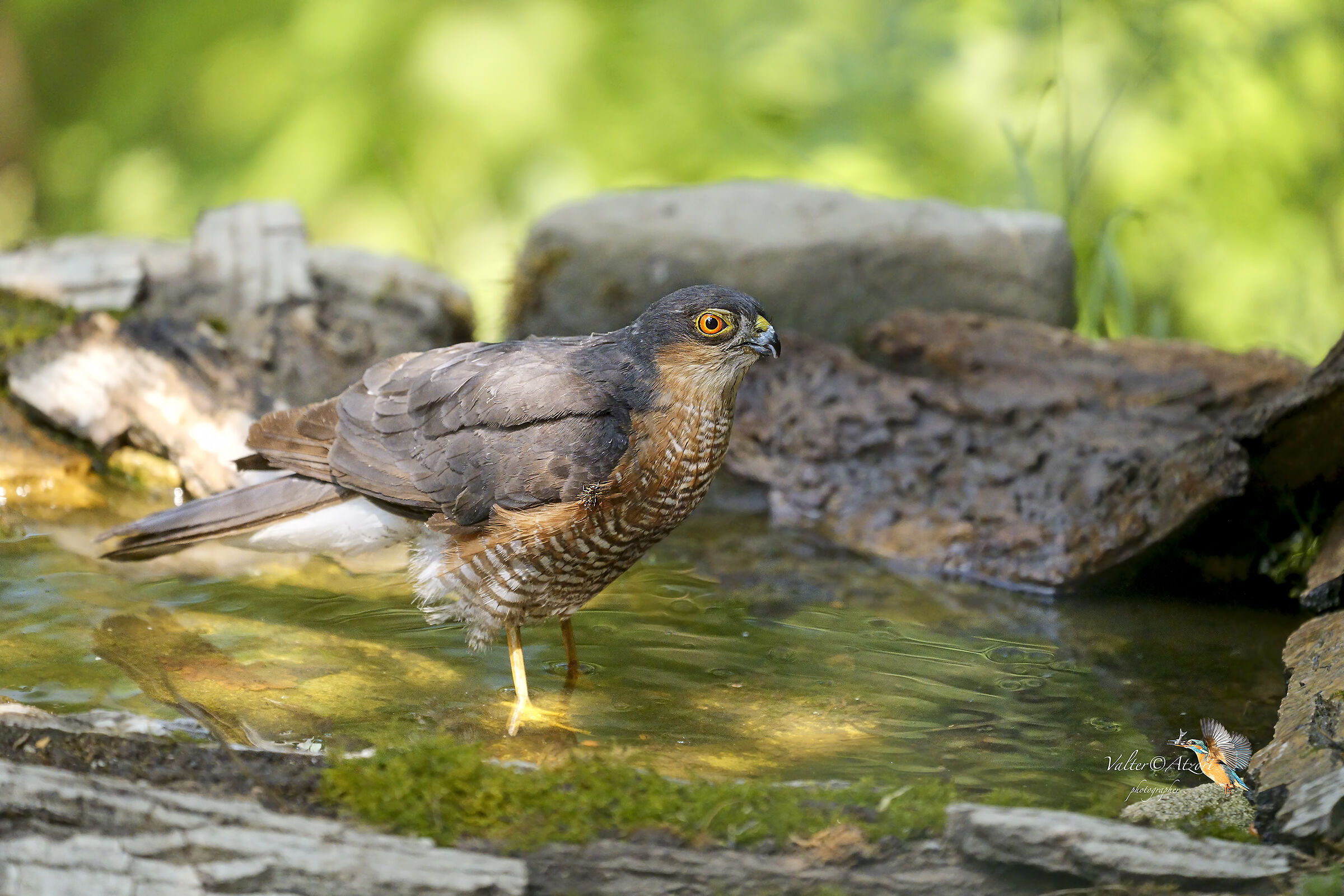 Cerca l'intruso e trovi il parassita